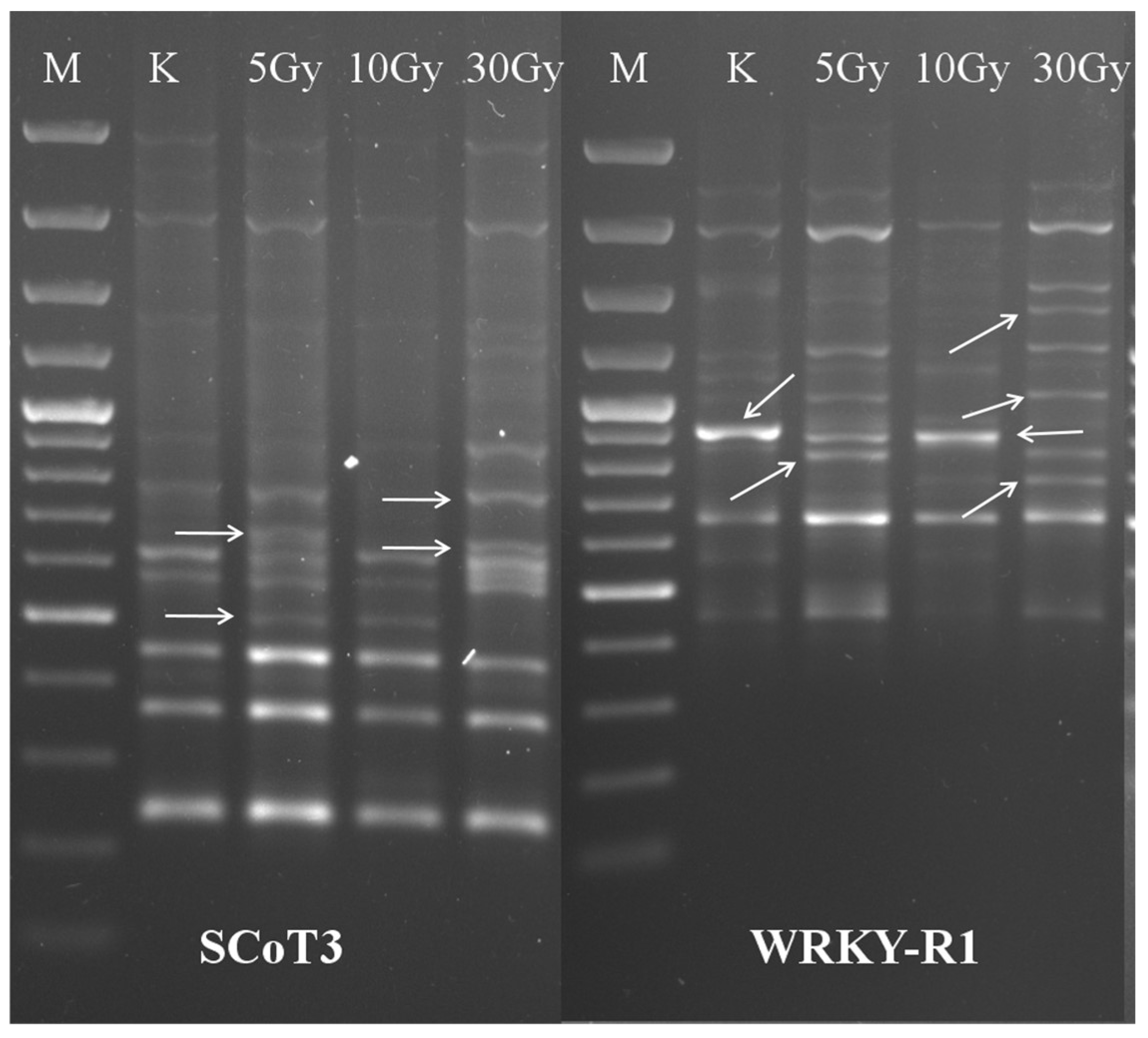 Agronomy 14 01292 g004