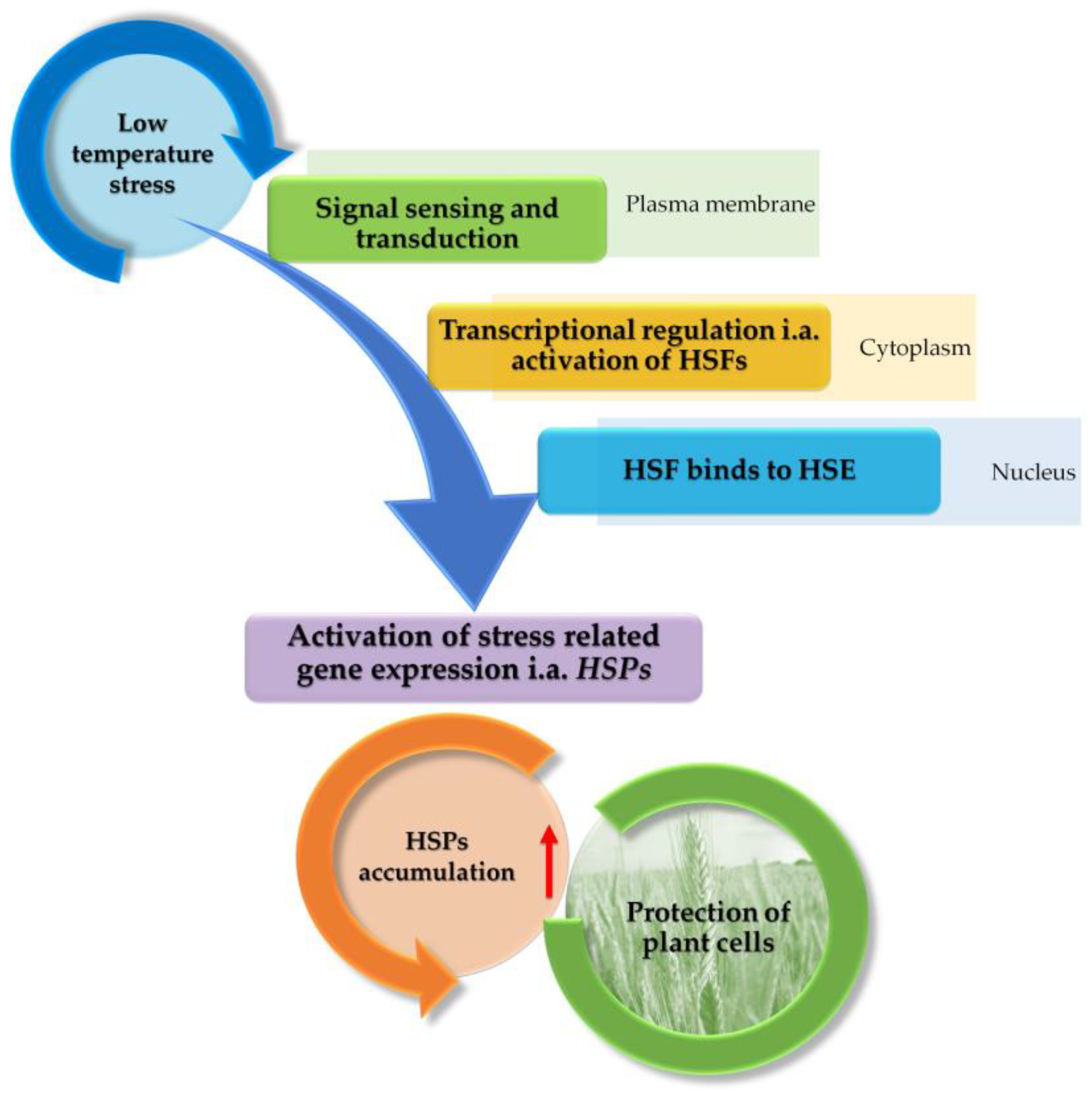 Agronomy 14 01296 g002