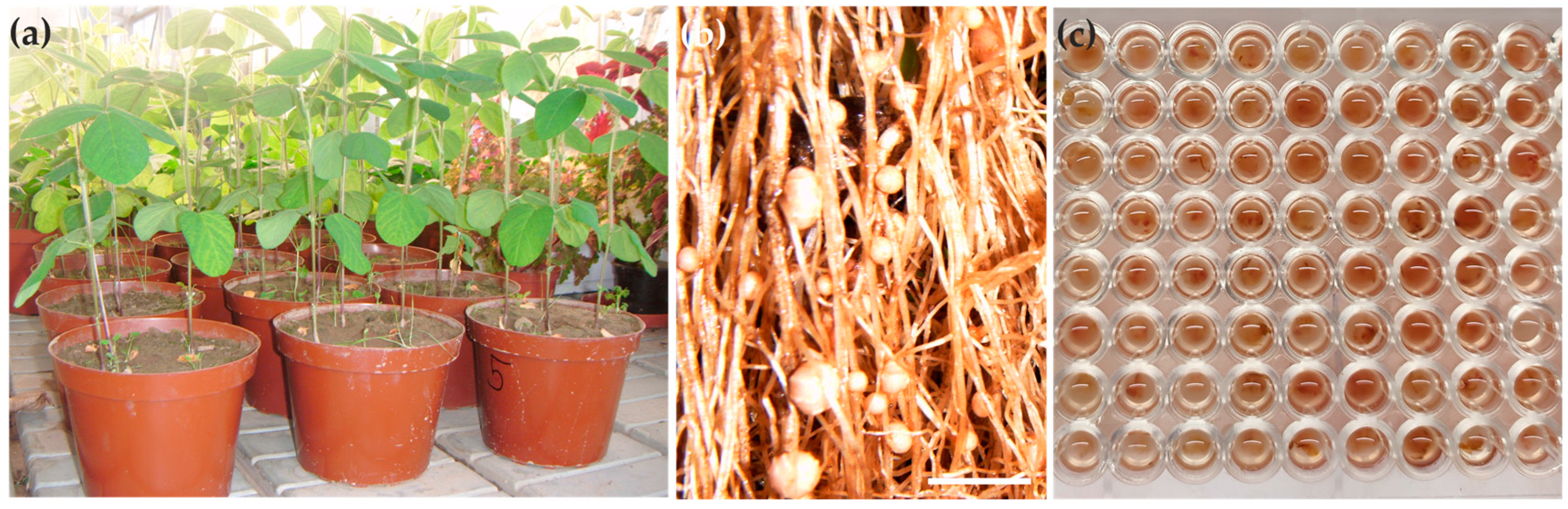 Agronomy 14 01305 g003