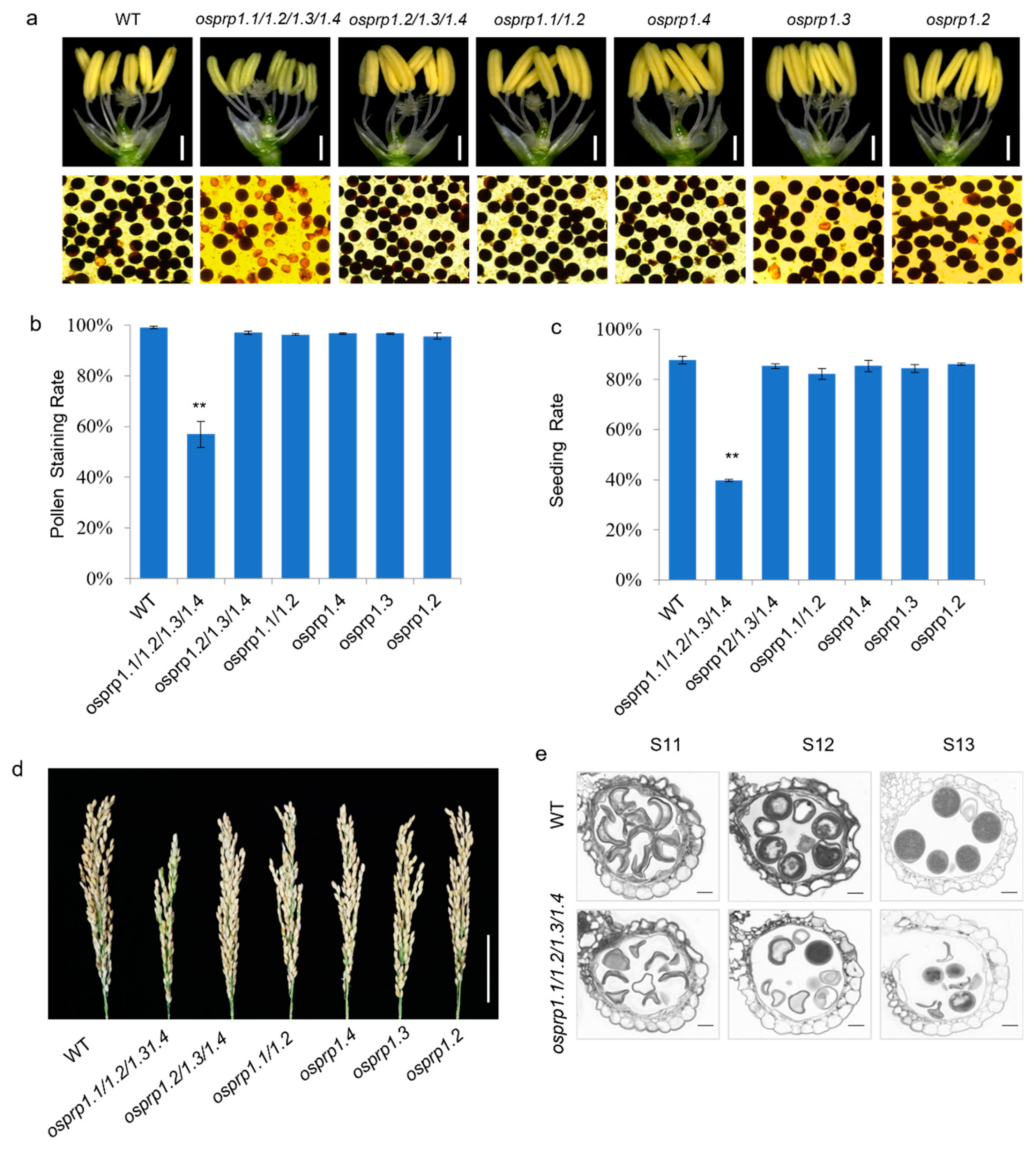 Agronomy 14 01323 g004