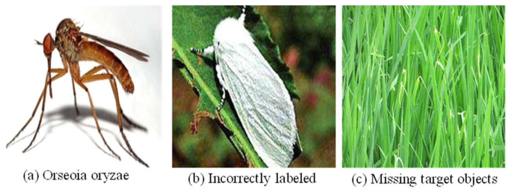 Agronomy 14 01334 g001
