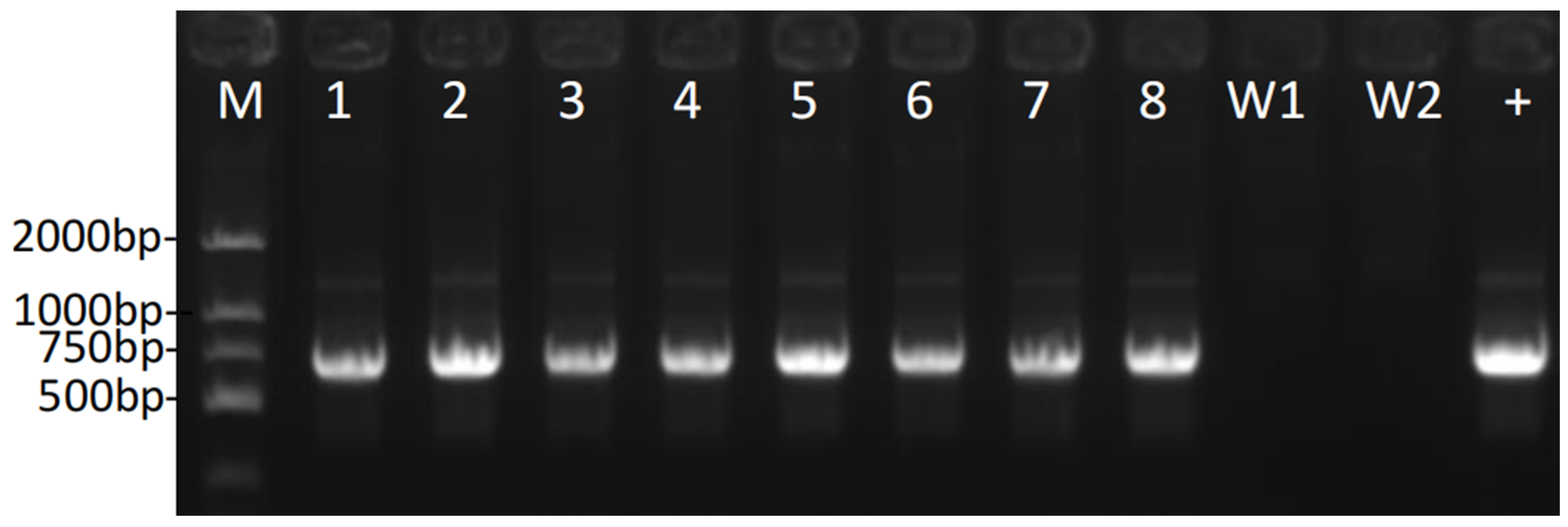 Agronomy 14 01335 g003