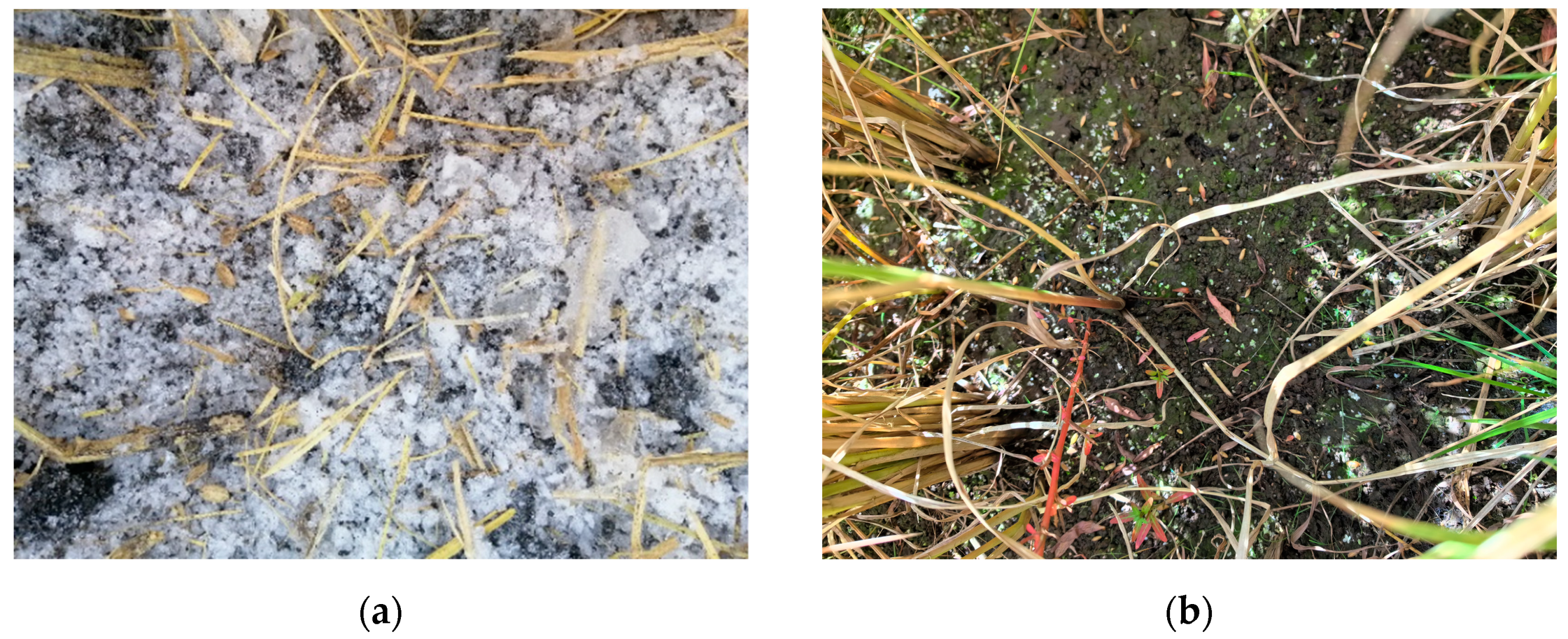 Agronomy 14 01346 g006 Agronomy 14 01346 g006