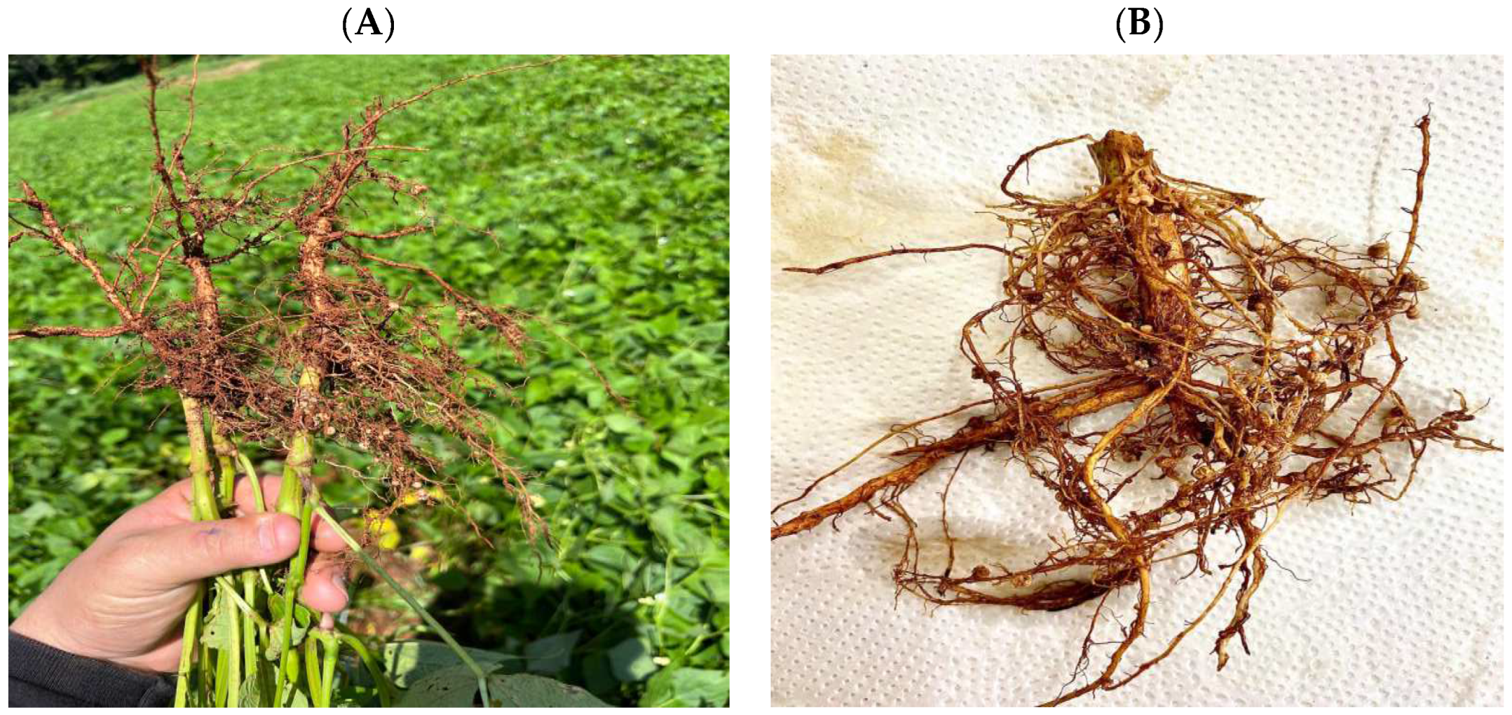 Agronomy 14 01368 g001