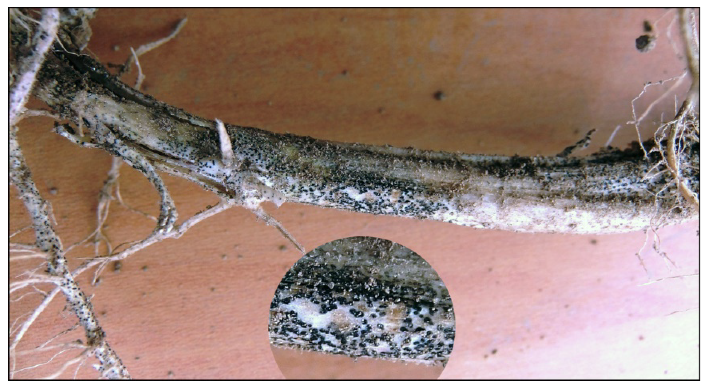 Agronomy 14 01373 g003