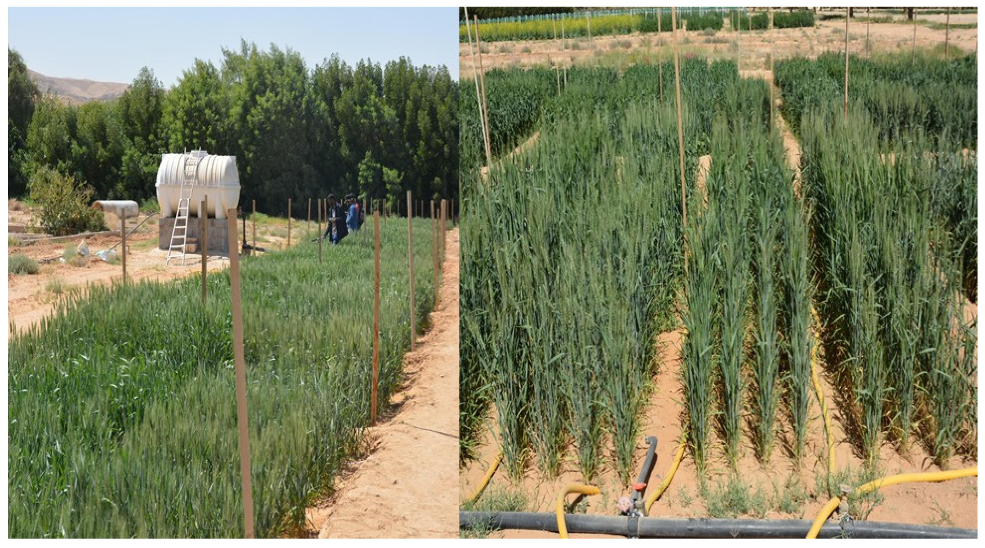 Agronomy 14 01390 g002