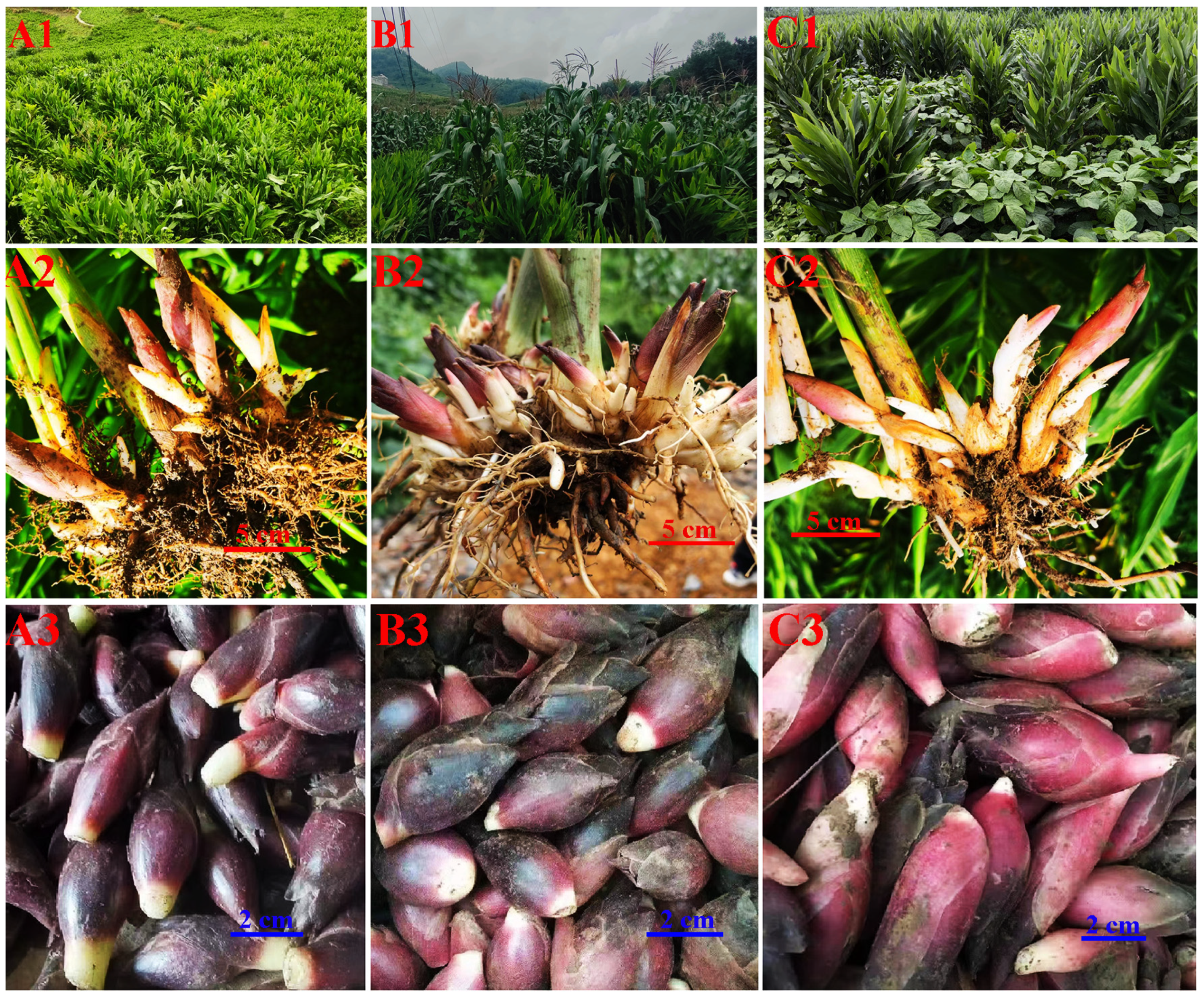 Agronomy 14 01414 g001