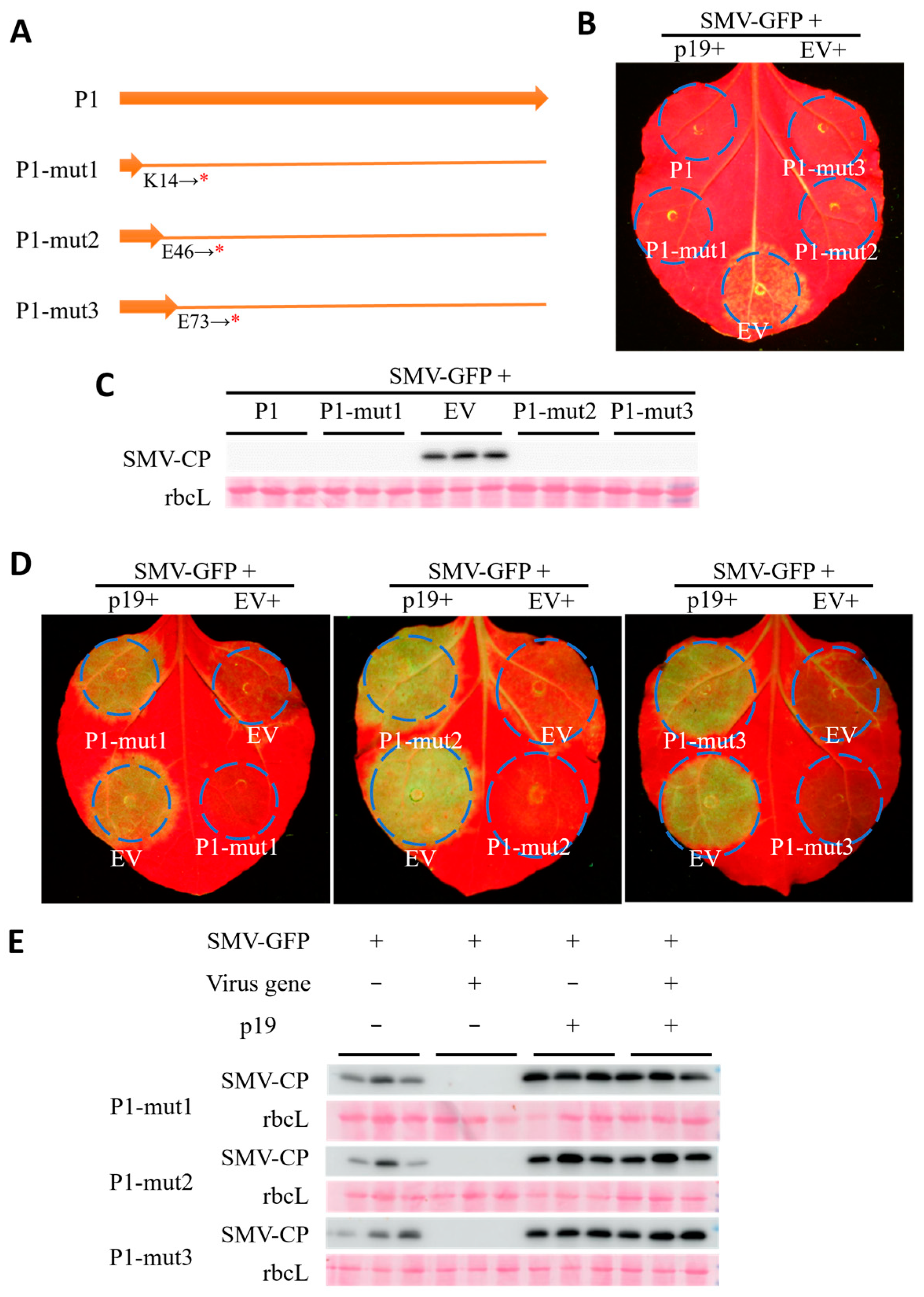 Agronomy 14 01457 g006