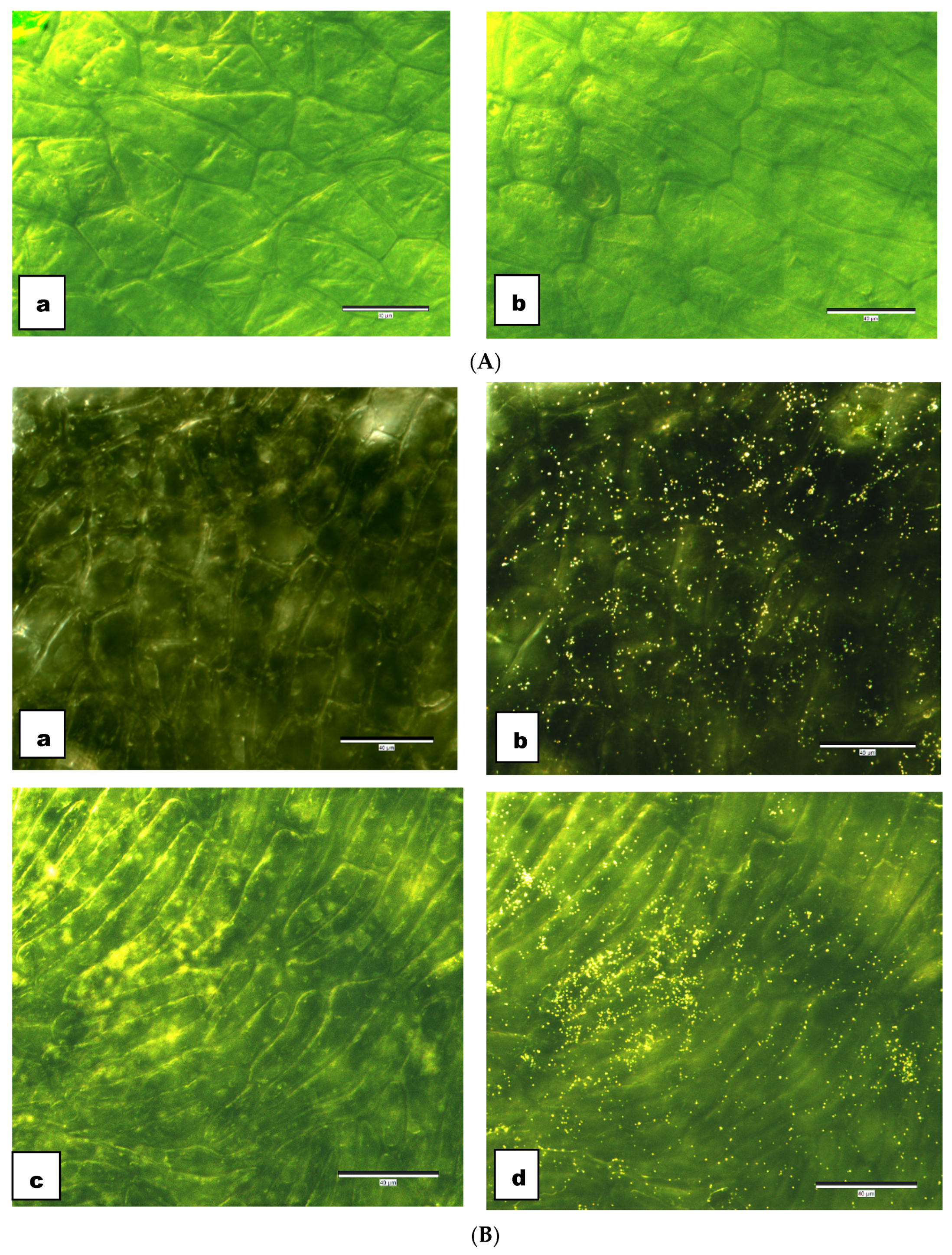 Agronomy 14 01473 g002 Agronomy 14 01473 g002