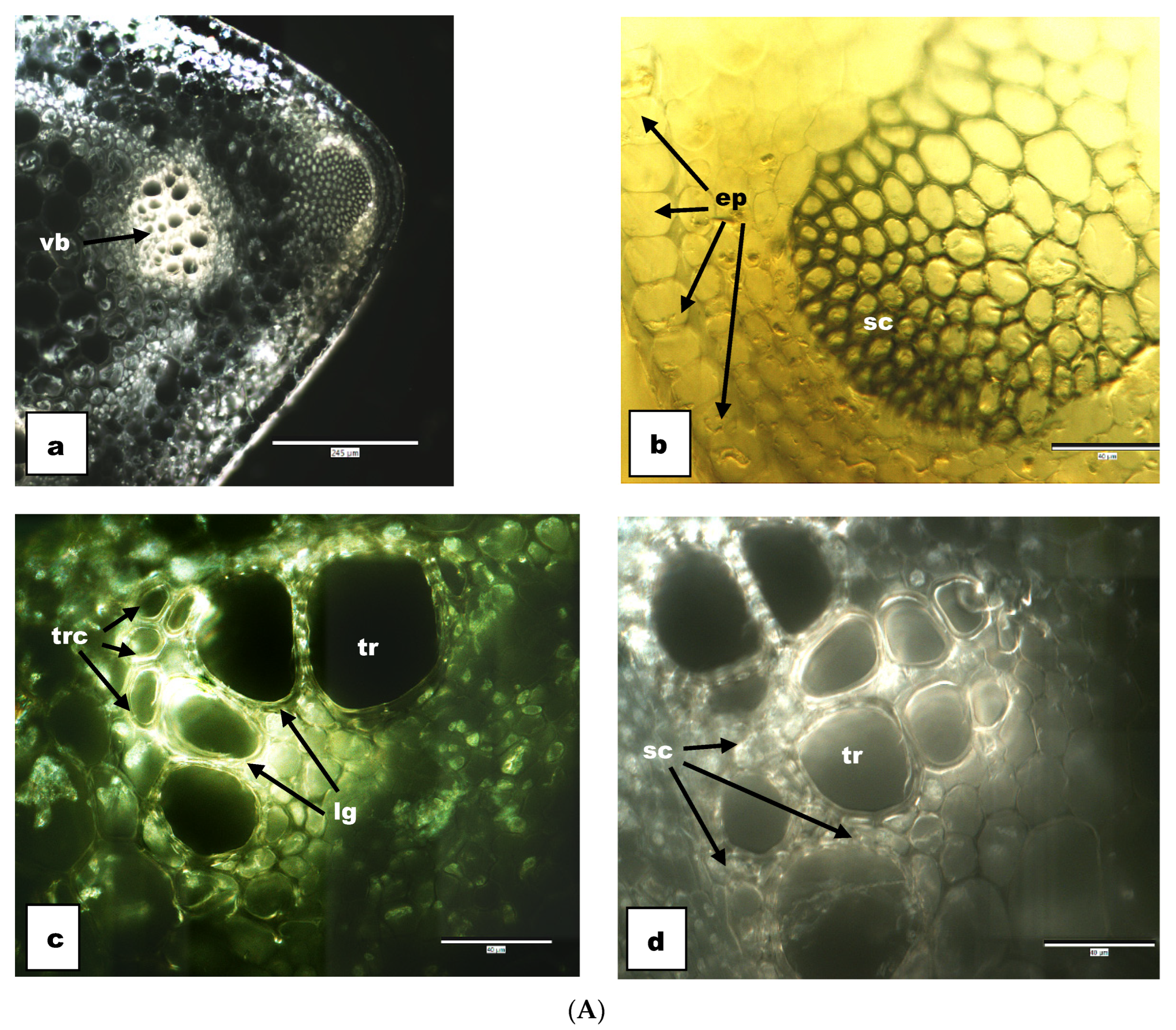 Agronomy 14 01473 g003a Agronomy 14 01473 g003a