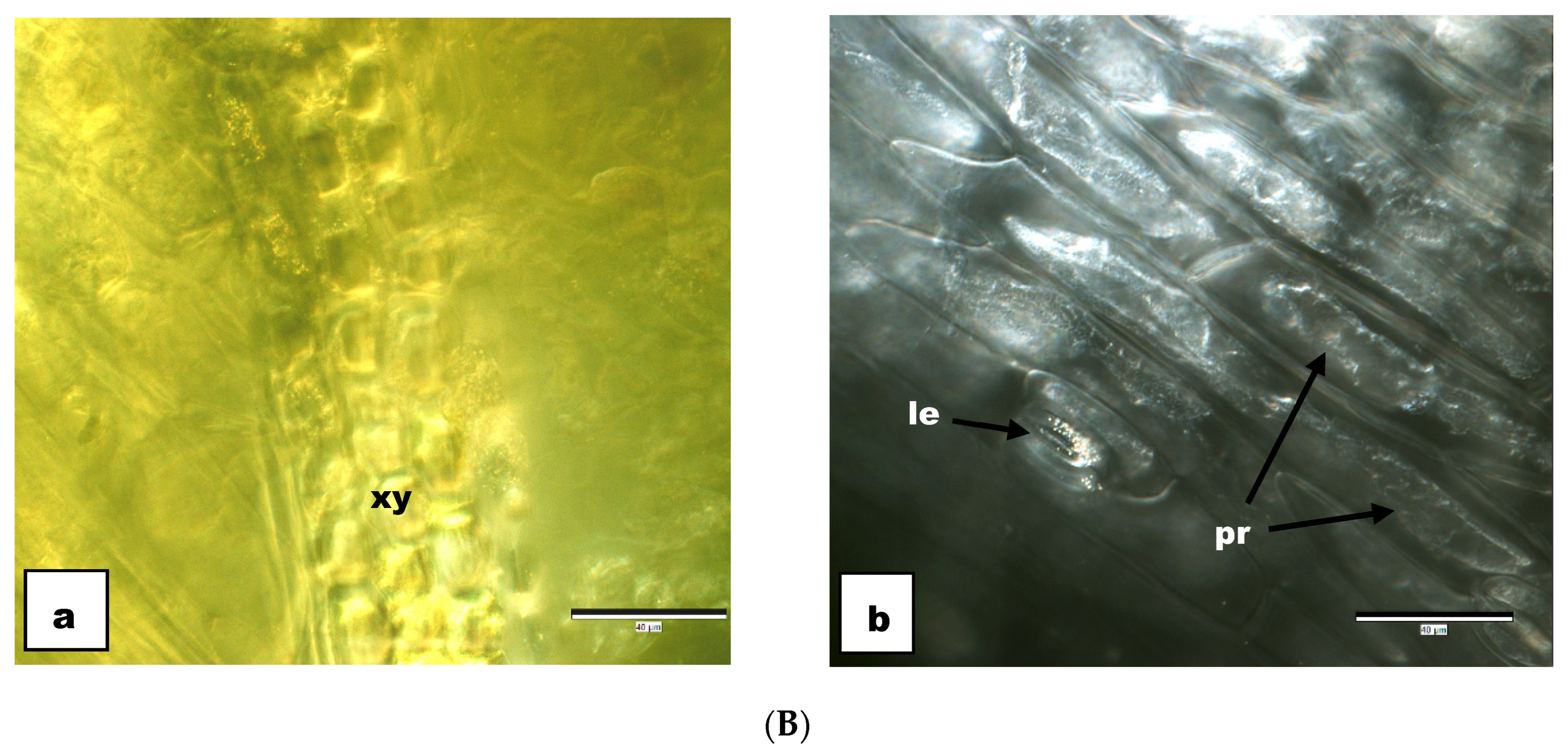 Agronomy 14 01473 g003b Agronomy 14 01473 g003b