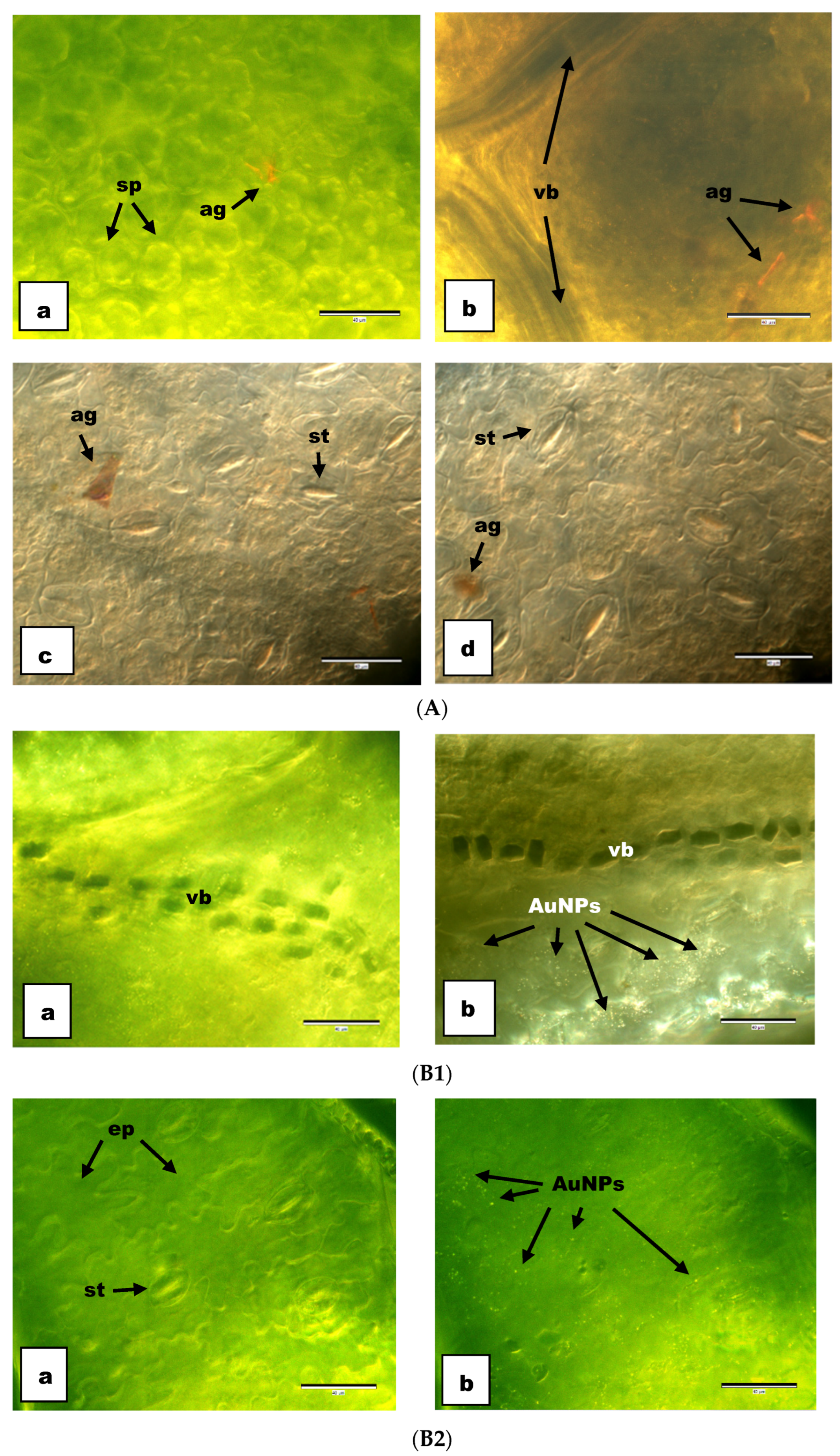 Agronomy 14 01473 g004 Agronomy 14 01473 g004
