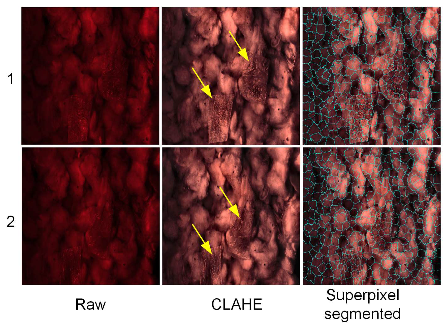 Agronomy 14 01481 g008