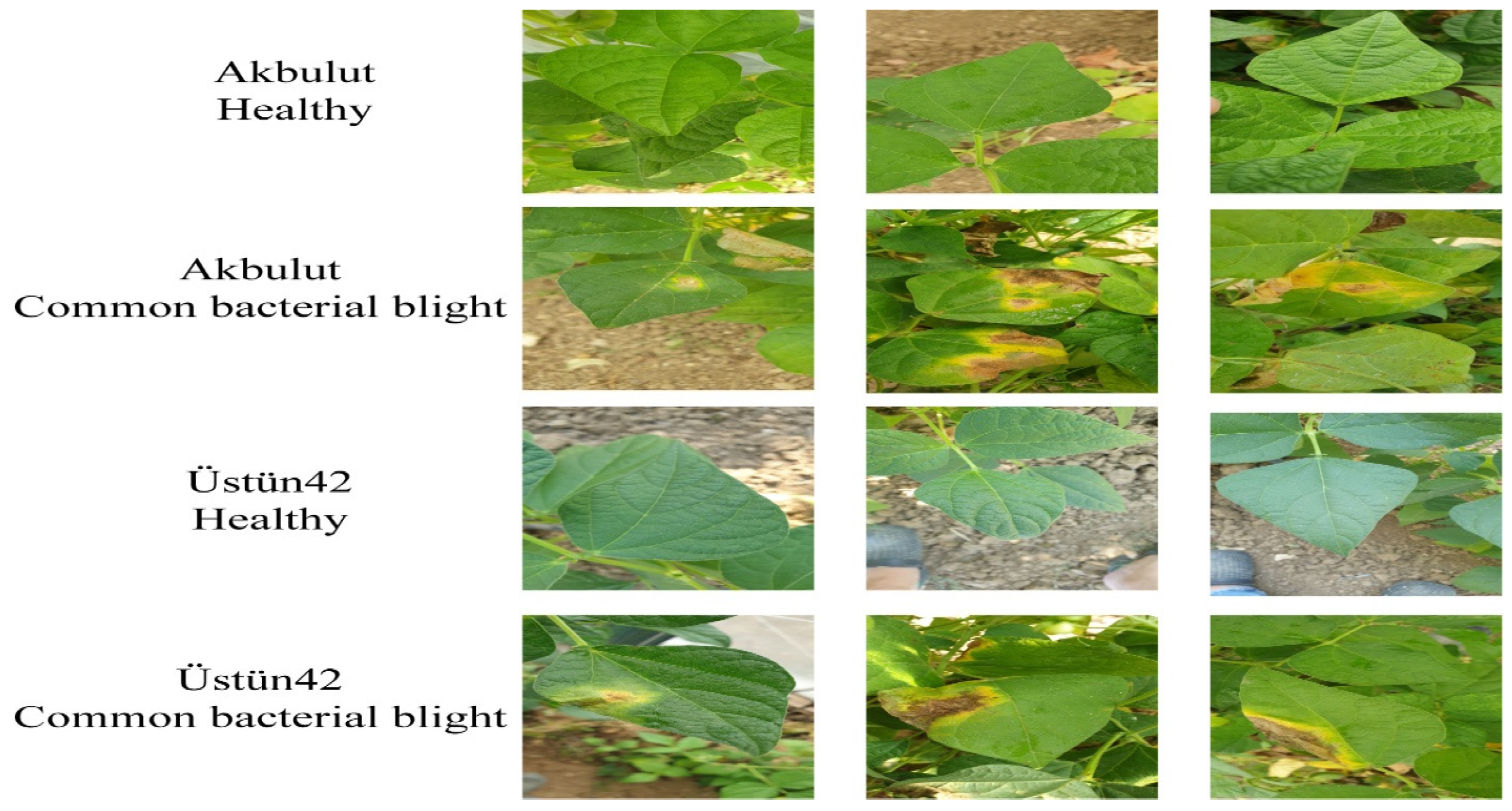 Agronomy 14 01495 g003