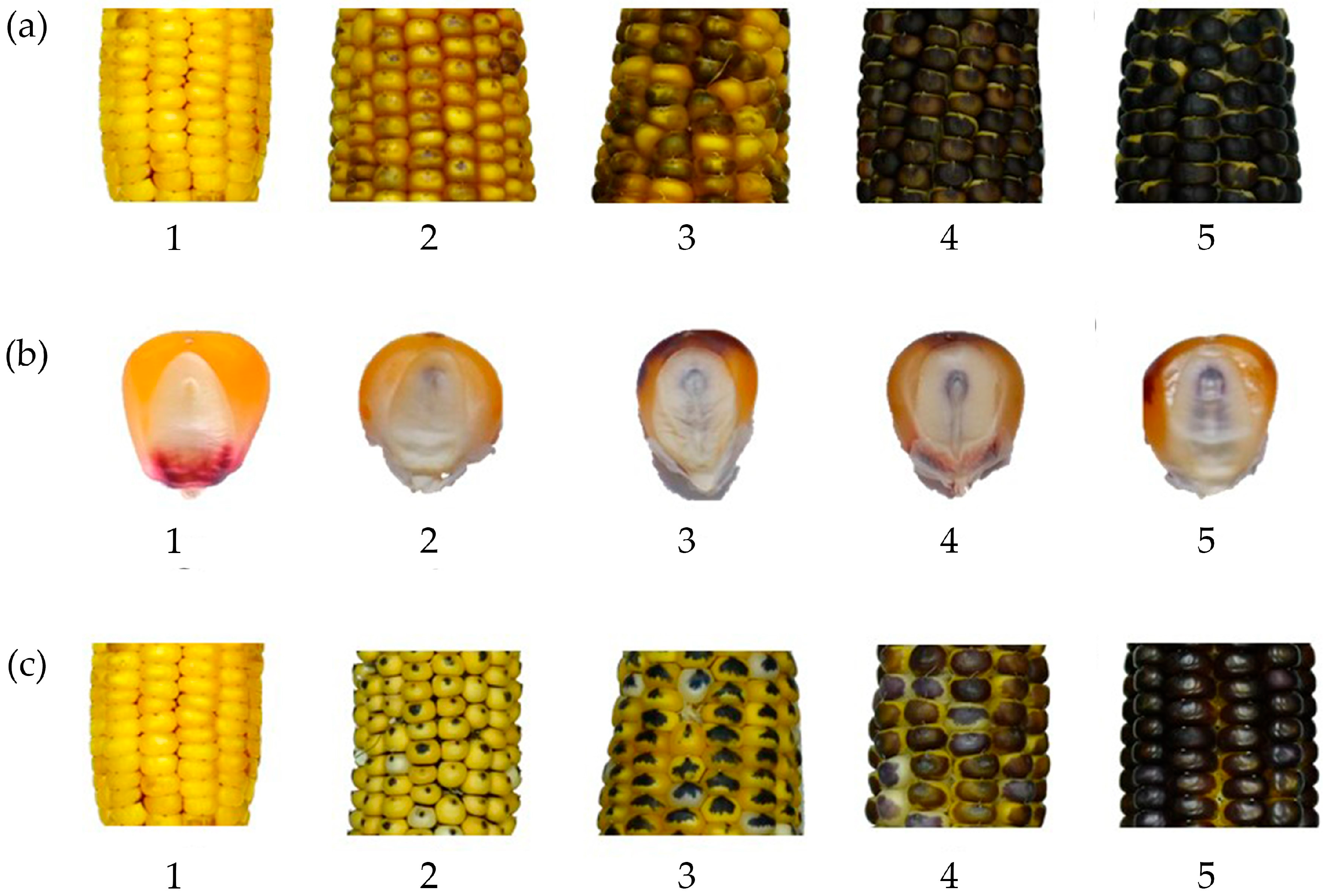 Agronomy 14 01505 g001