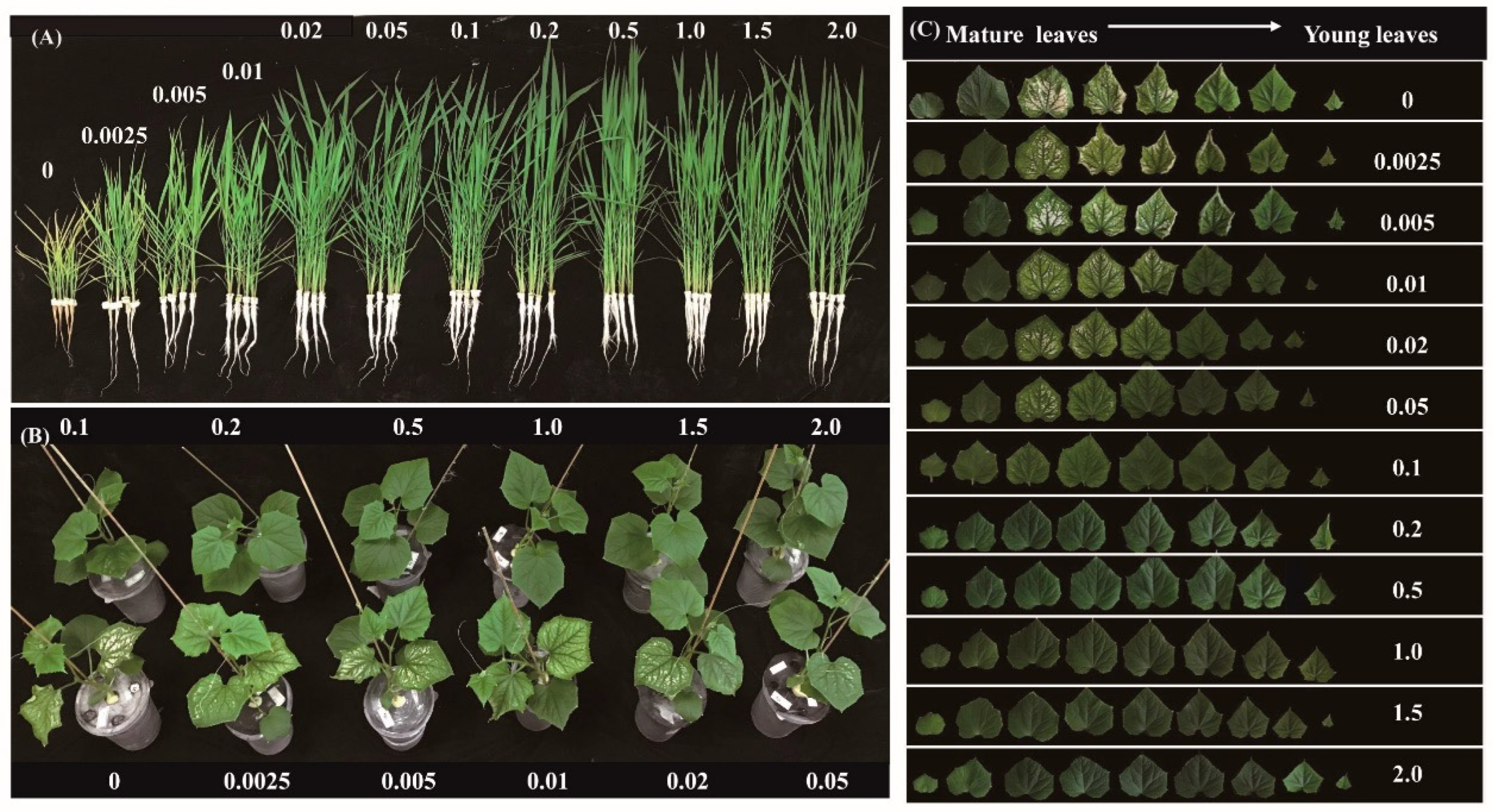 Agronomy 14 01508 g001 Agronomy 14 01508 g001