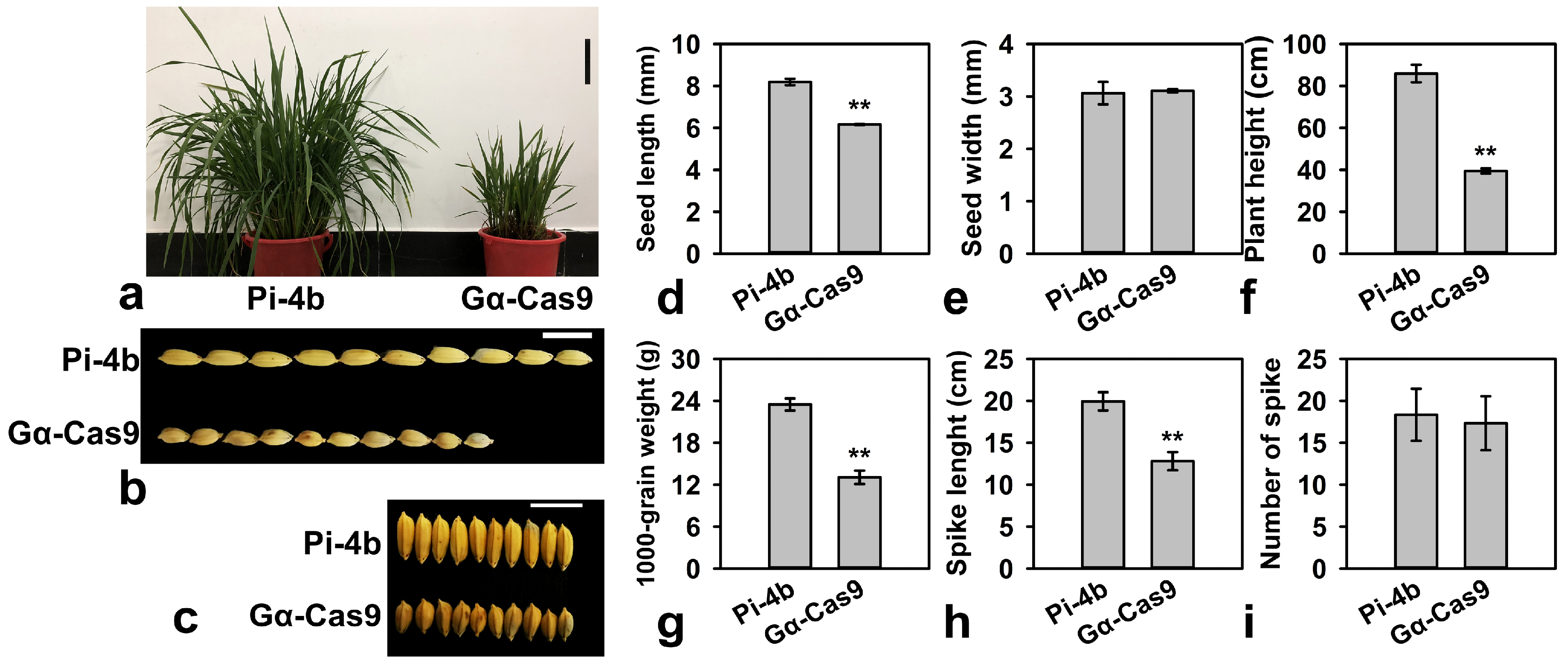 Agronomy 14 01514 g001