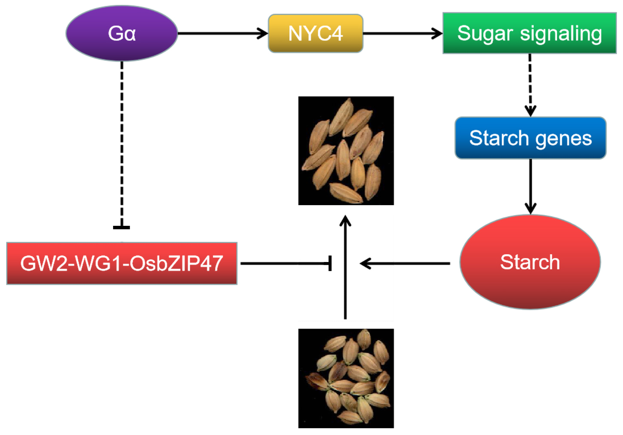 Agronomy 14 01514 g008