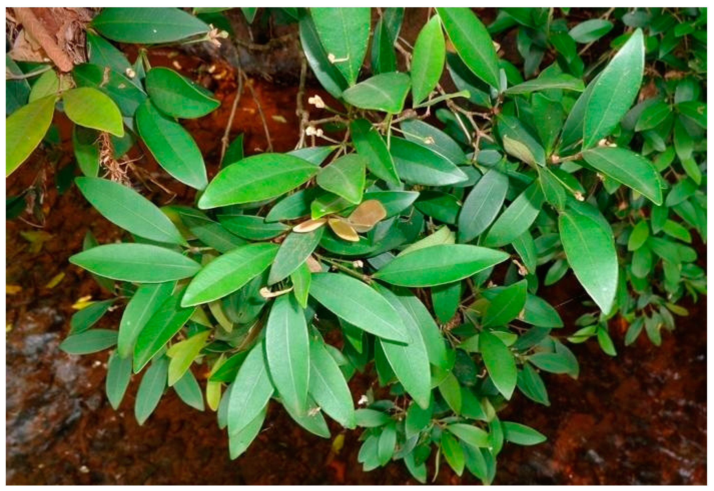 Agronomy 14 01527 g001