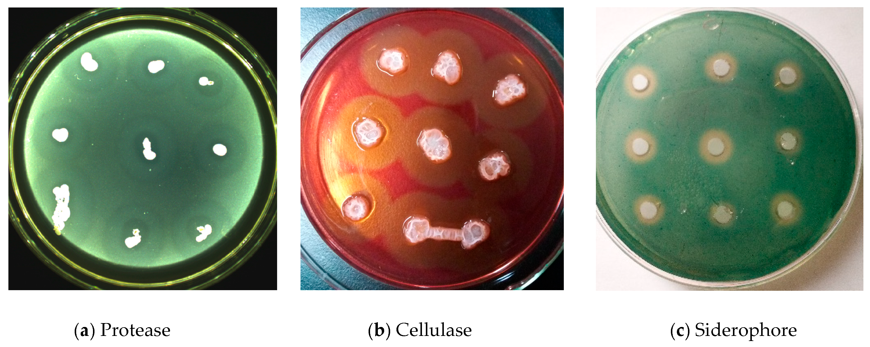 Agronomy 14 01532 g005