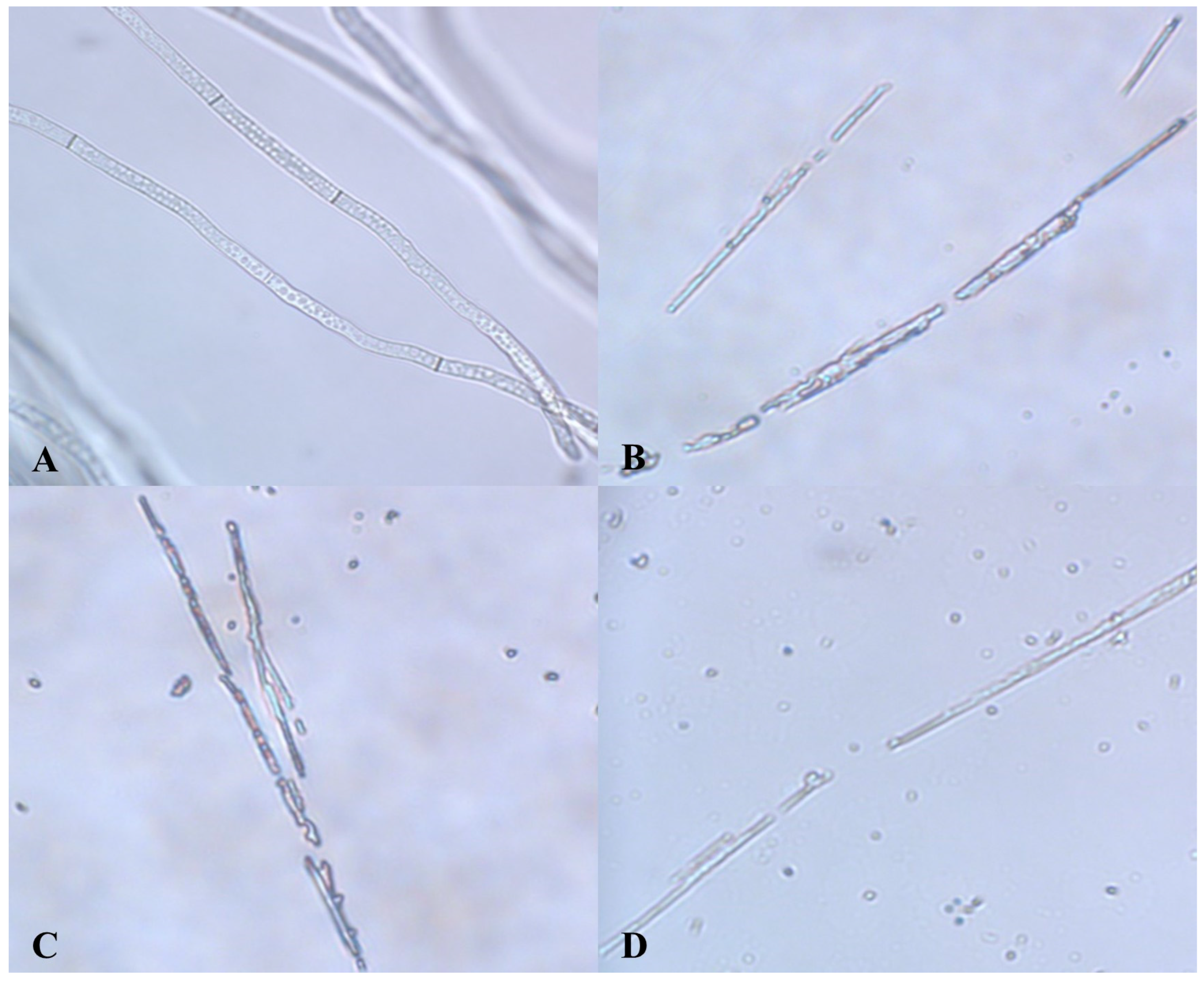 Agronomy 14 01532 g007