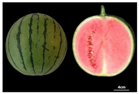 Agronomy 14 01544 i001