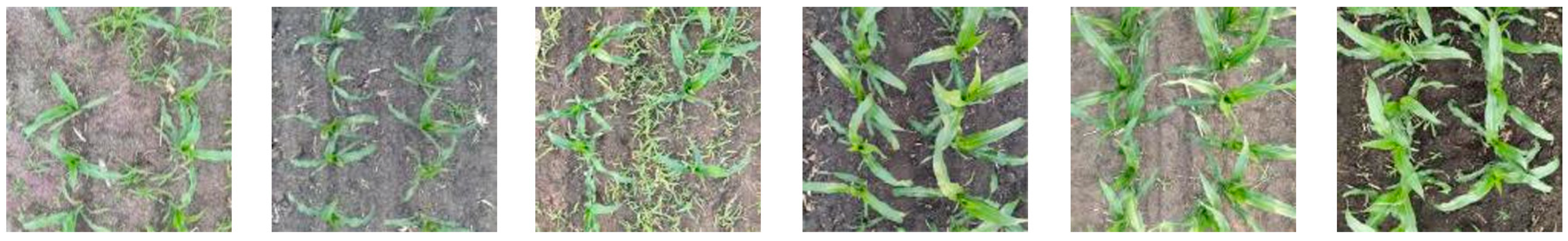 Agronomy 14 01565 g002