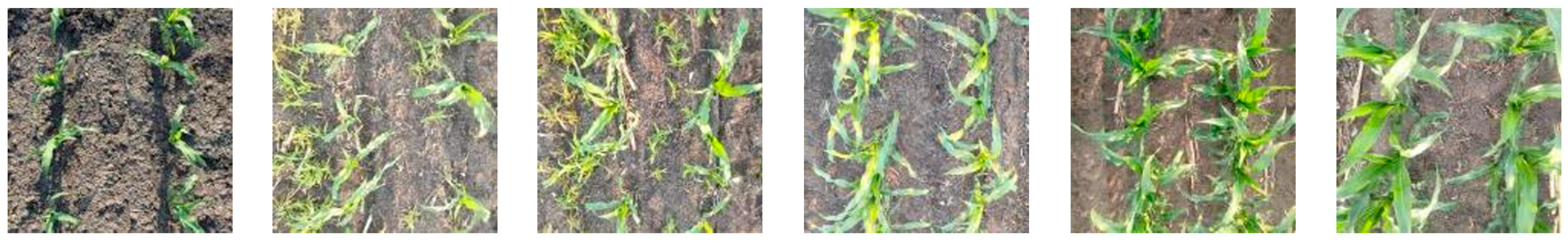 Agronomy 14 01565 g003