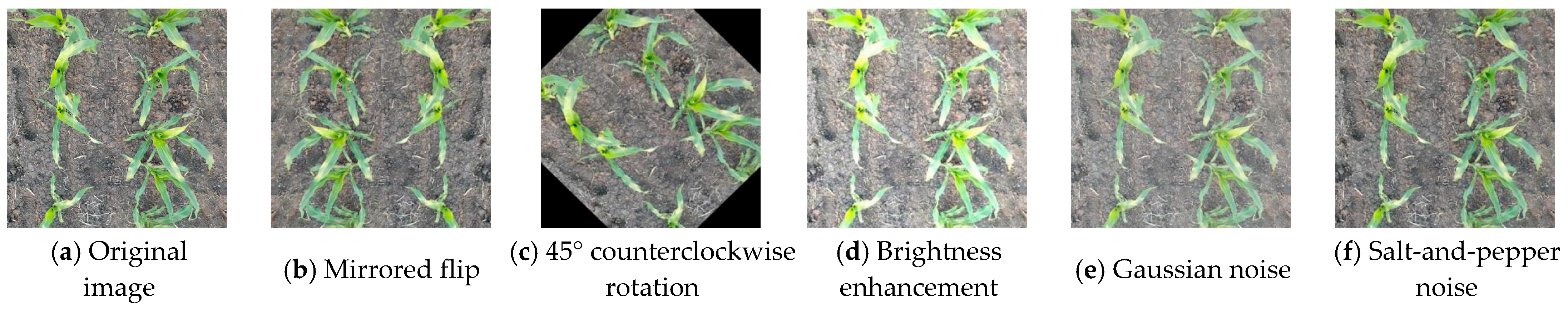 Agronomy 14 01565 g005