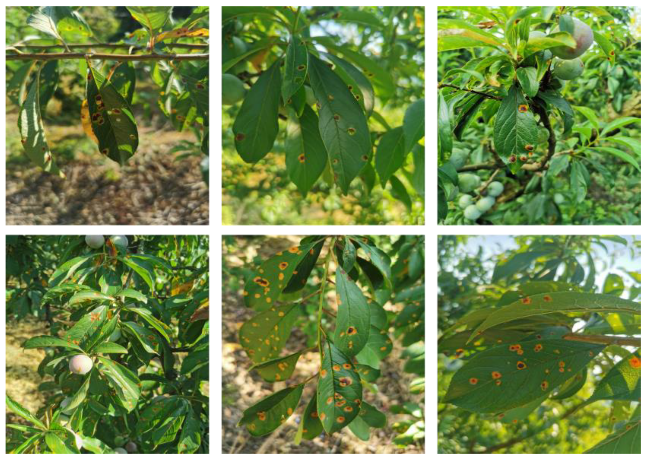 Agronomy 14 01589 g001