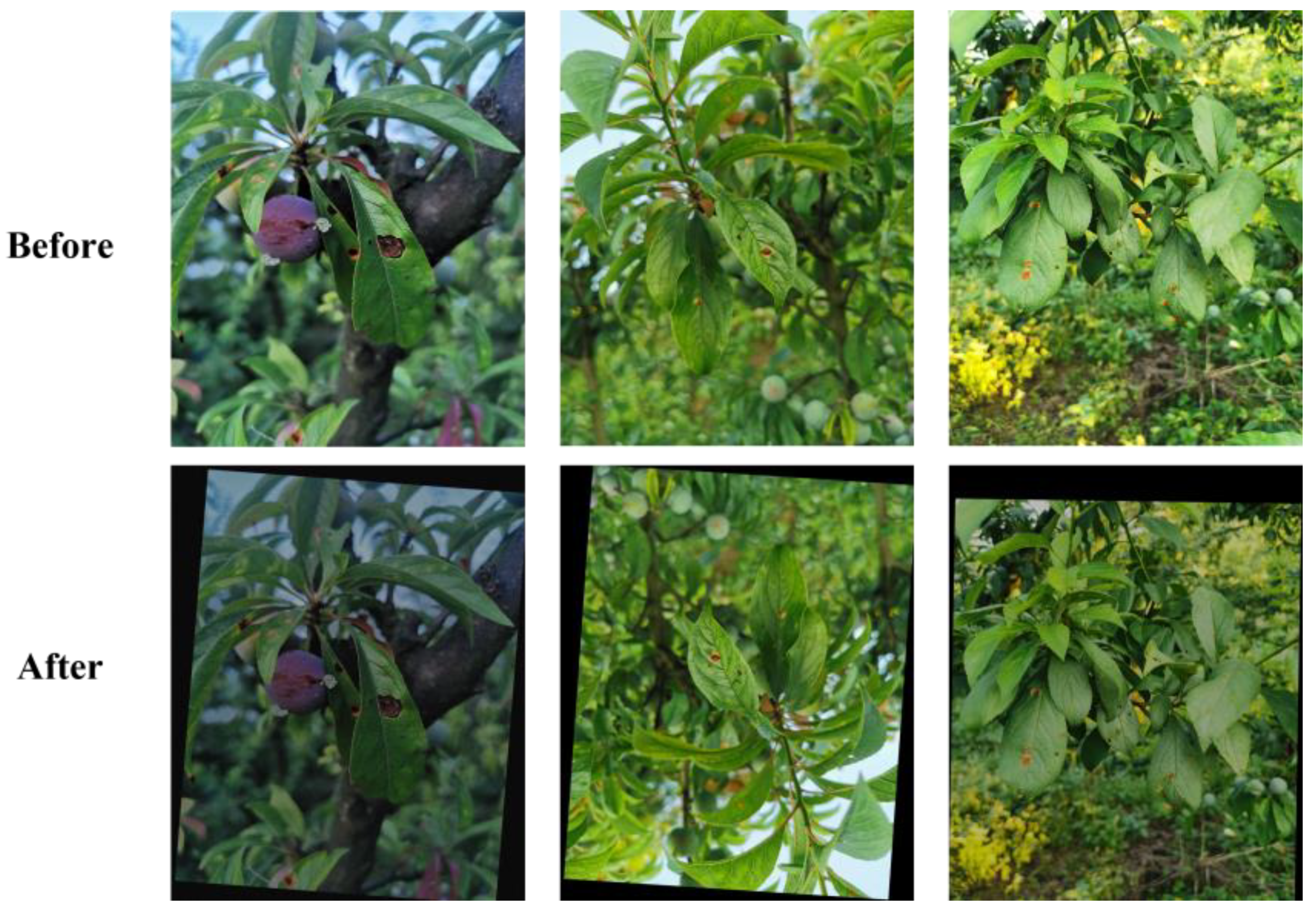 Agronomy 14 01589 g002