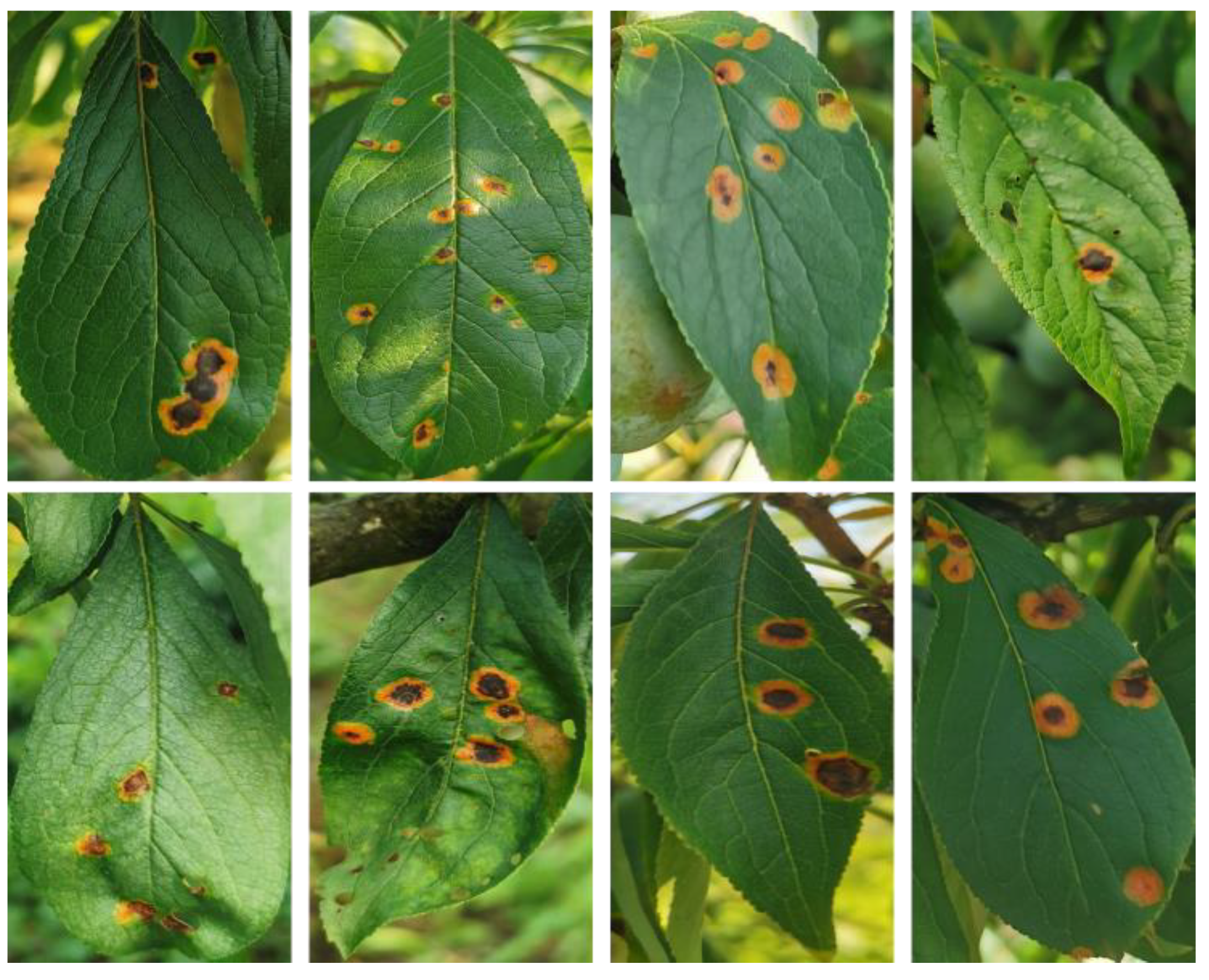 Agronomy 14 01589 g003