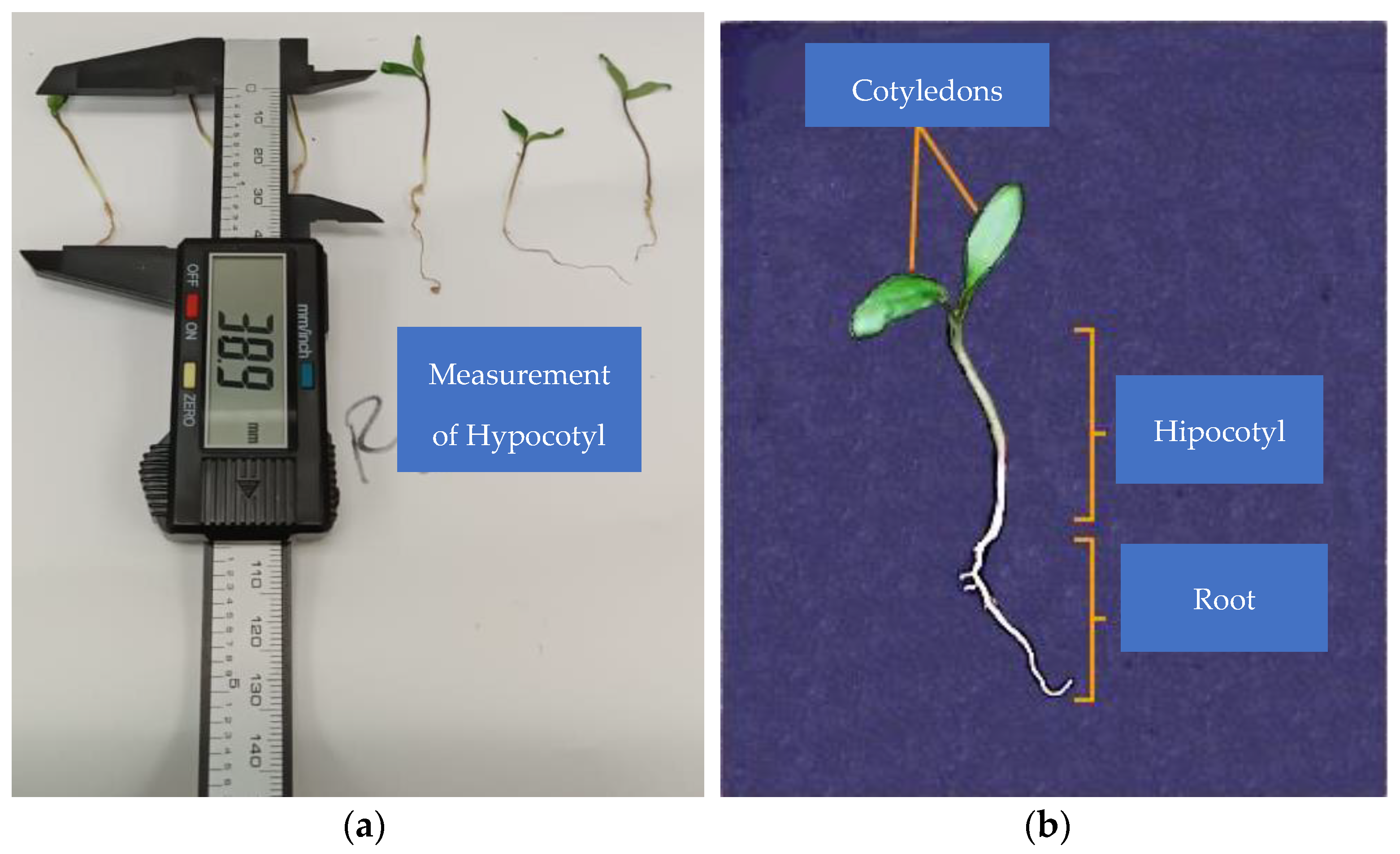 Agronomy 14 01609 g002