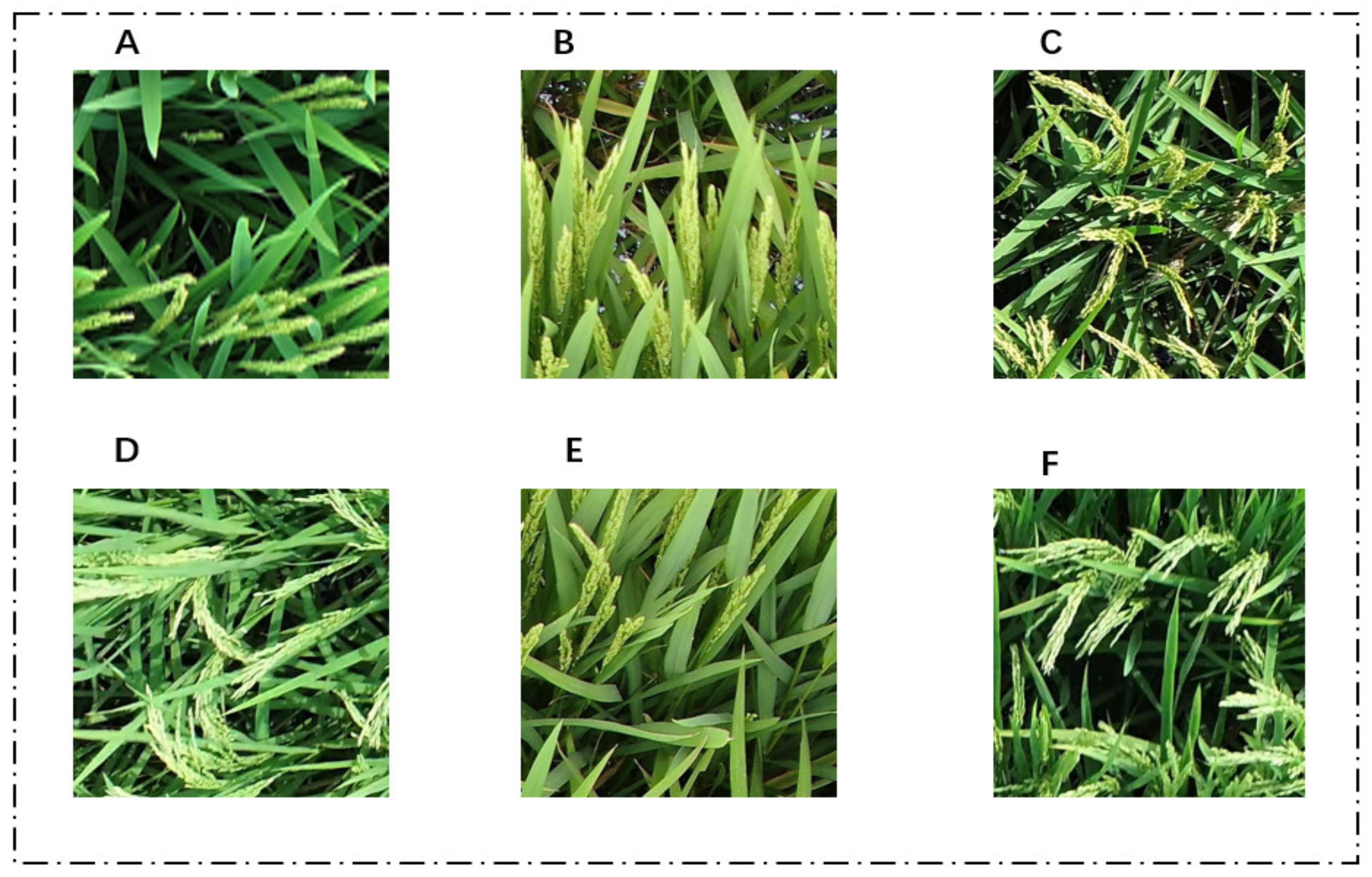 Agronomy 14 01618 g003