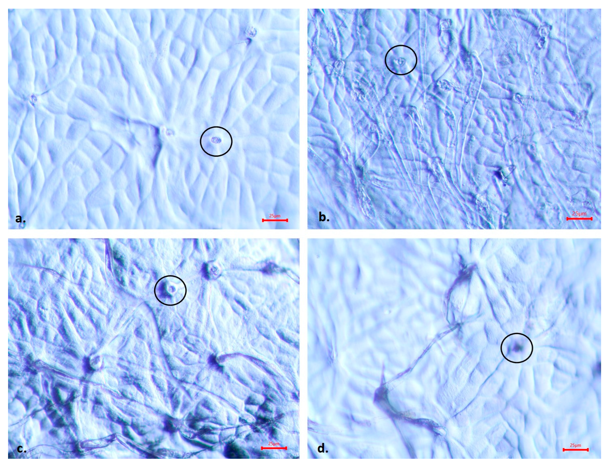 Agronomy 14 01625 g001