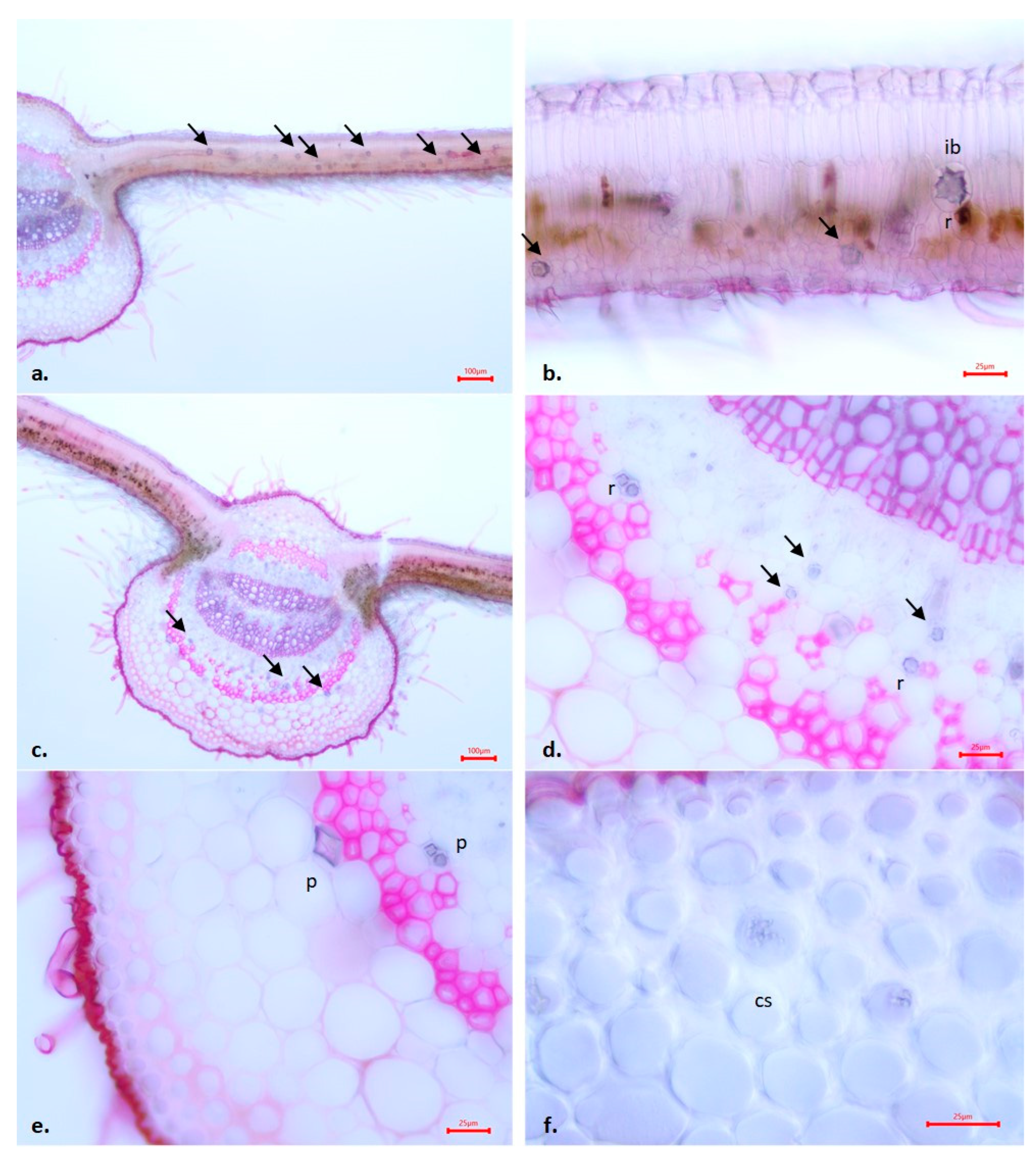 Agronomy 14 01625 g002