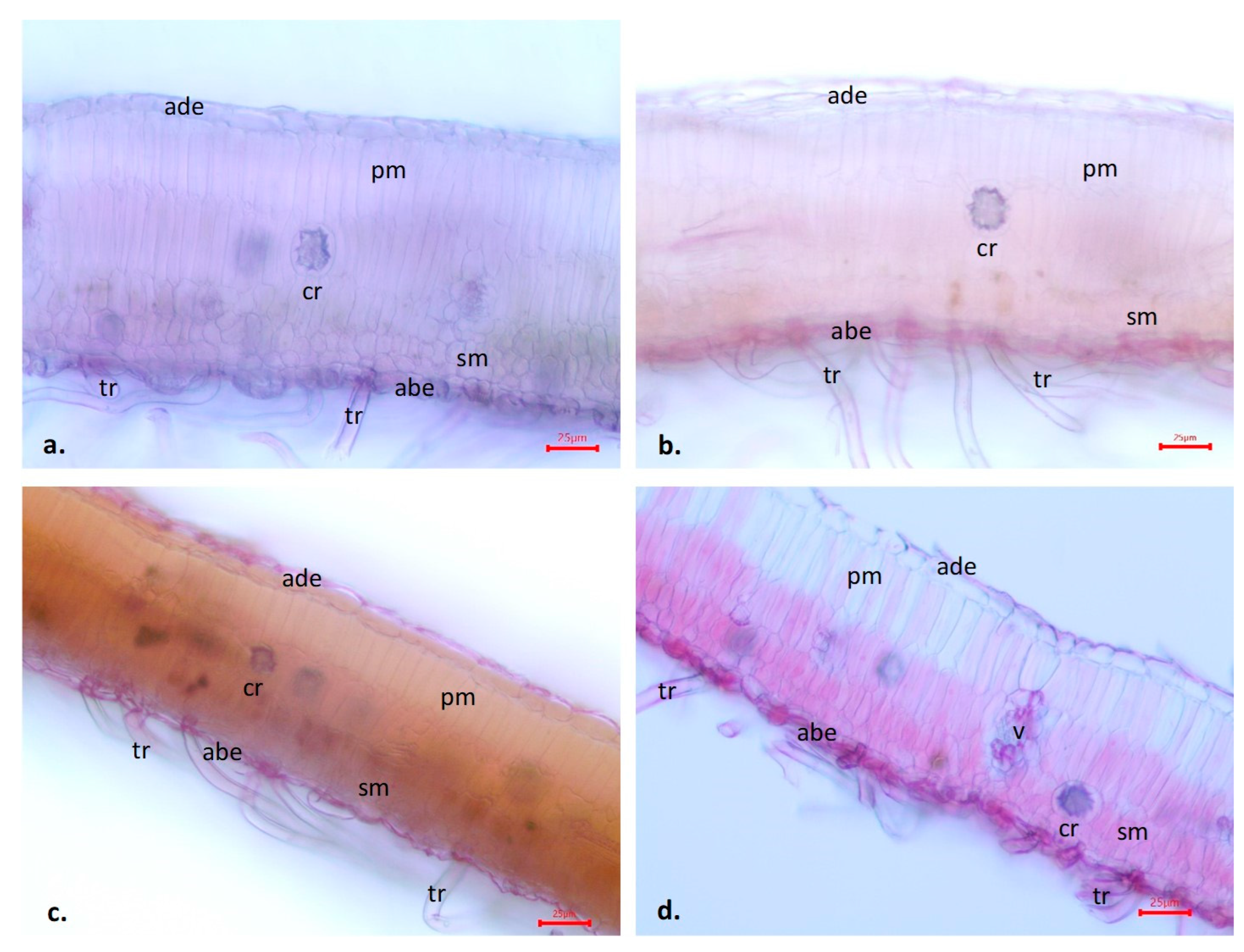Agronomy 14 01625 g004