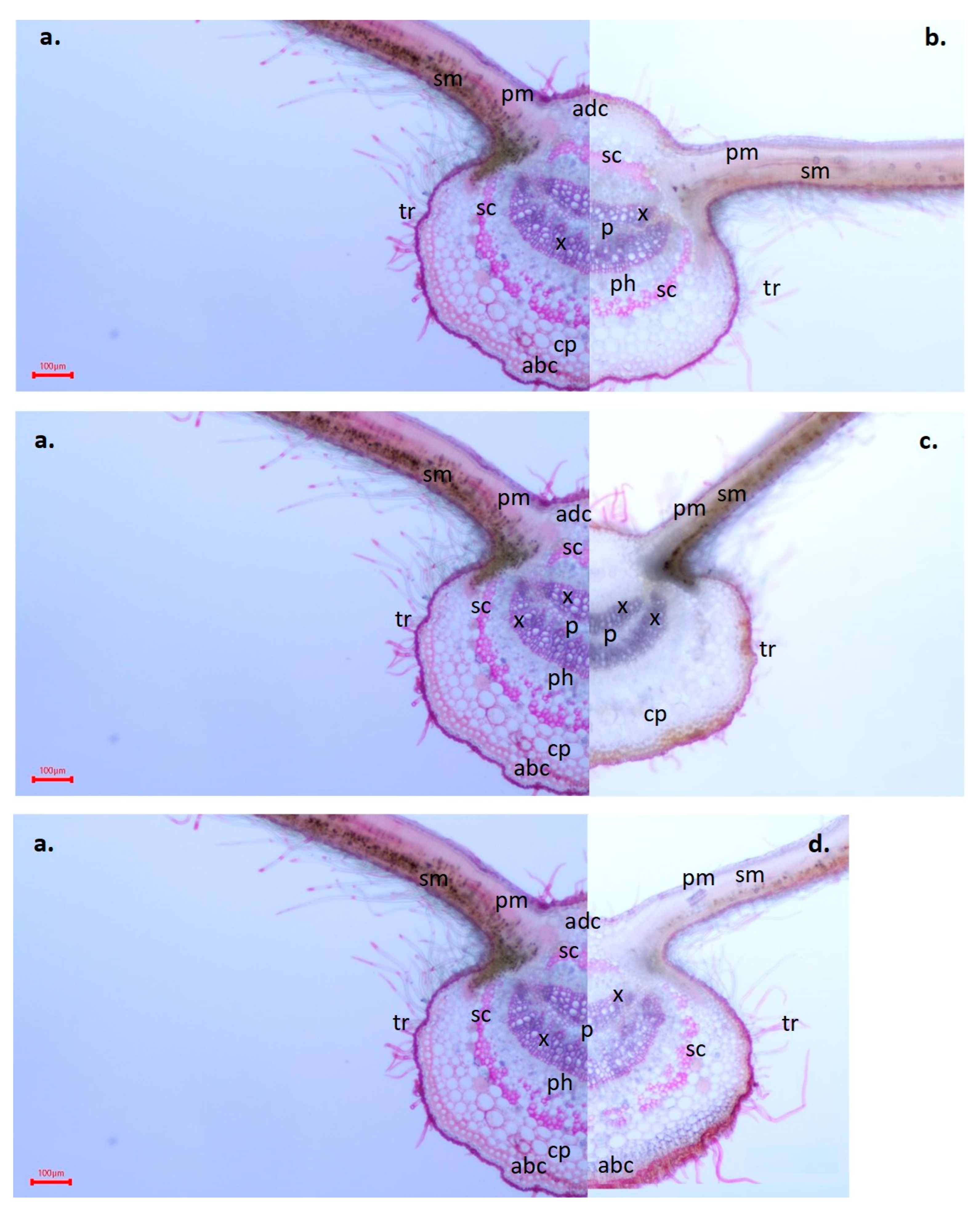 Agronomy 14 01625 g005