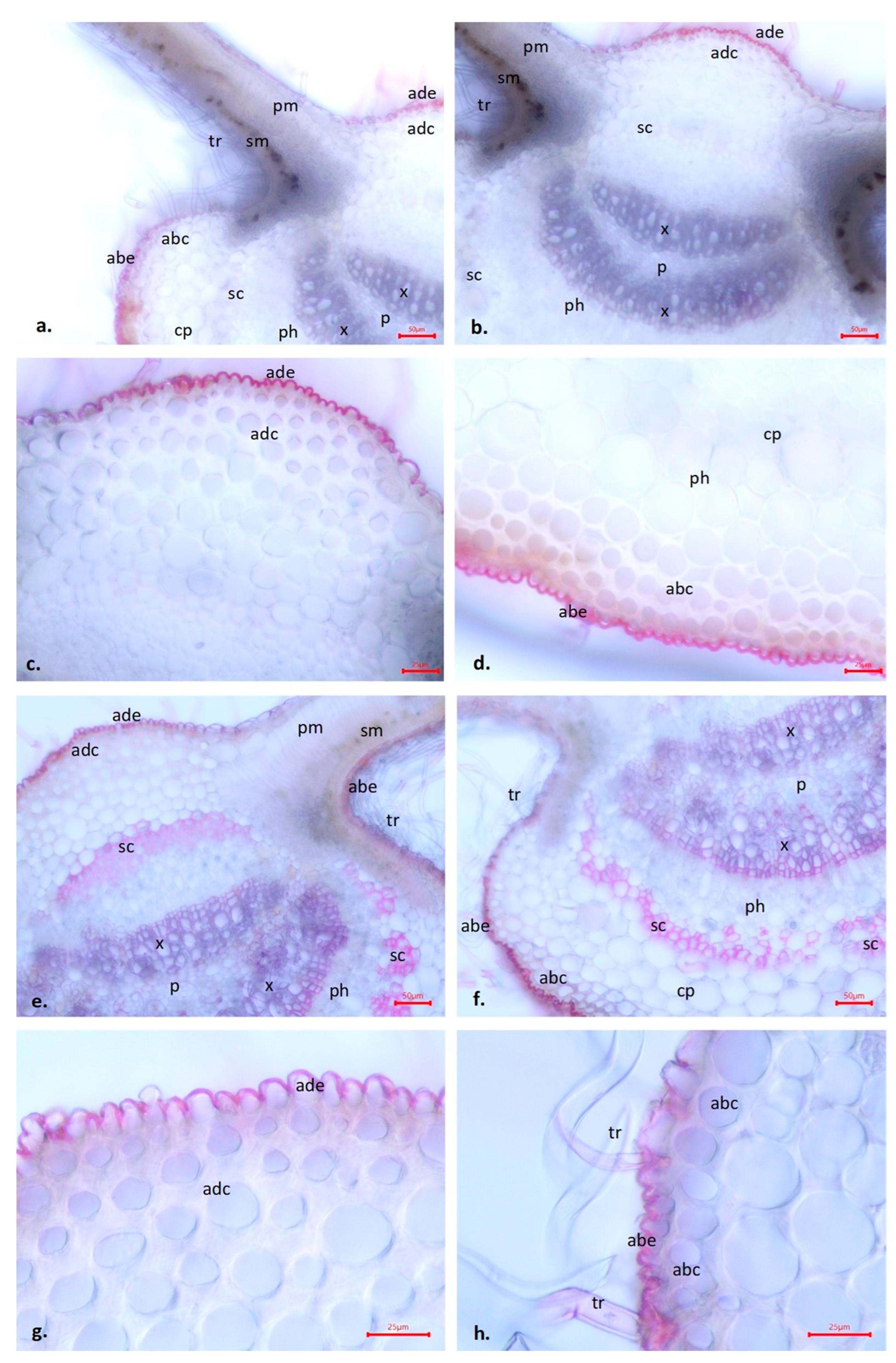 Agronomy 14 01625 g007