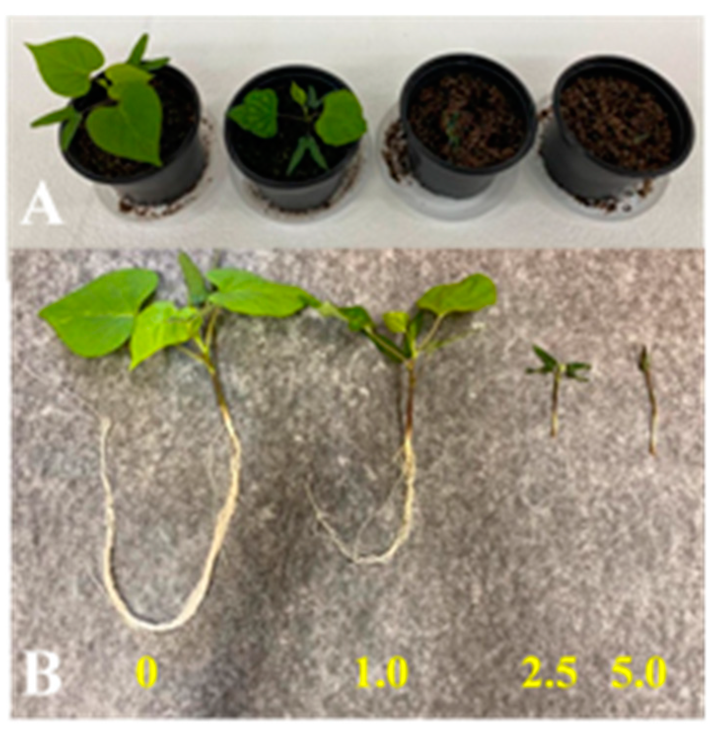 Agronomy 14 01633 g001 Agronomy 14 01633 g001