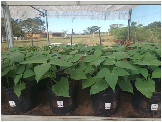 Agronomy 14 01634 g0a1