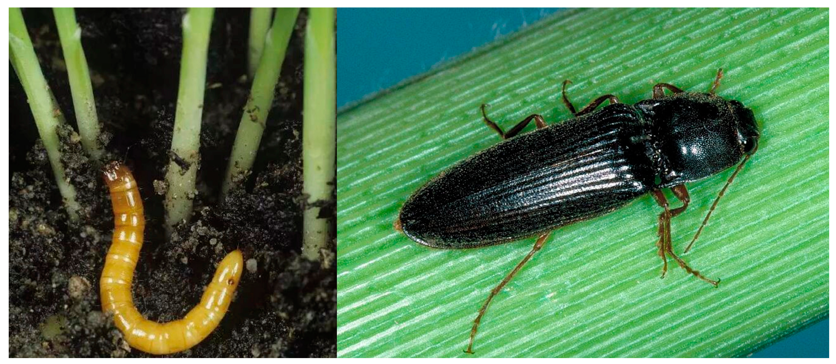 Agronomy 14 01640 g002