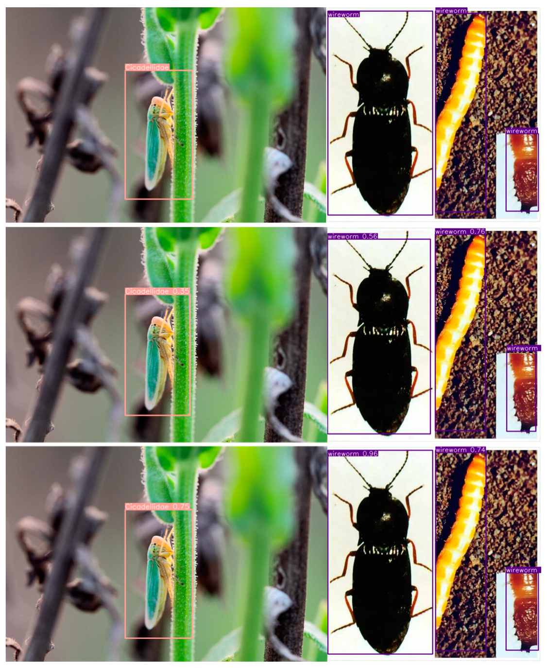 Agronomy 14 01640 g012