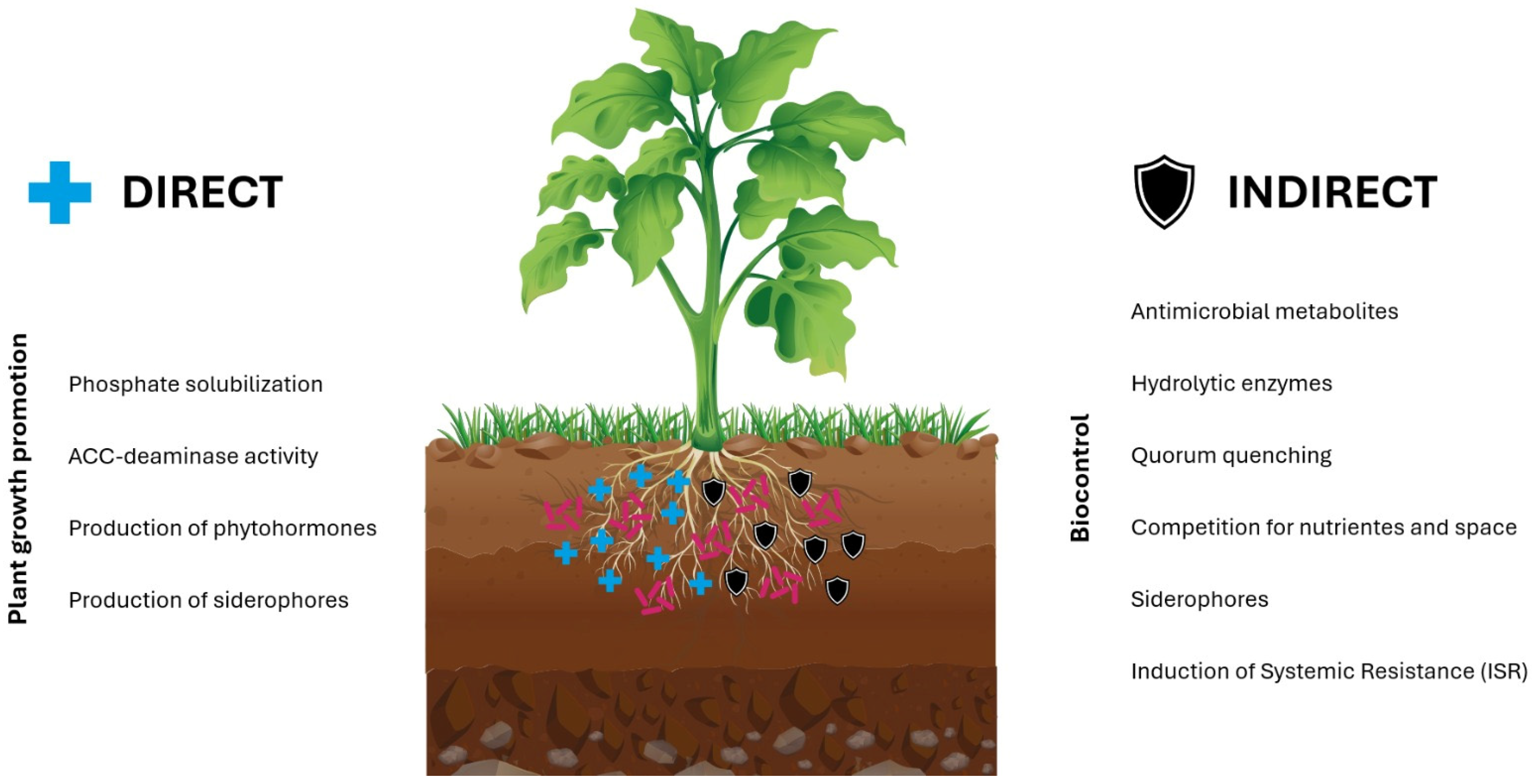 Agronomy 14 01654 g001