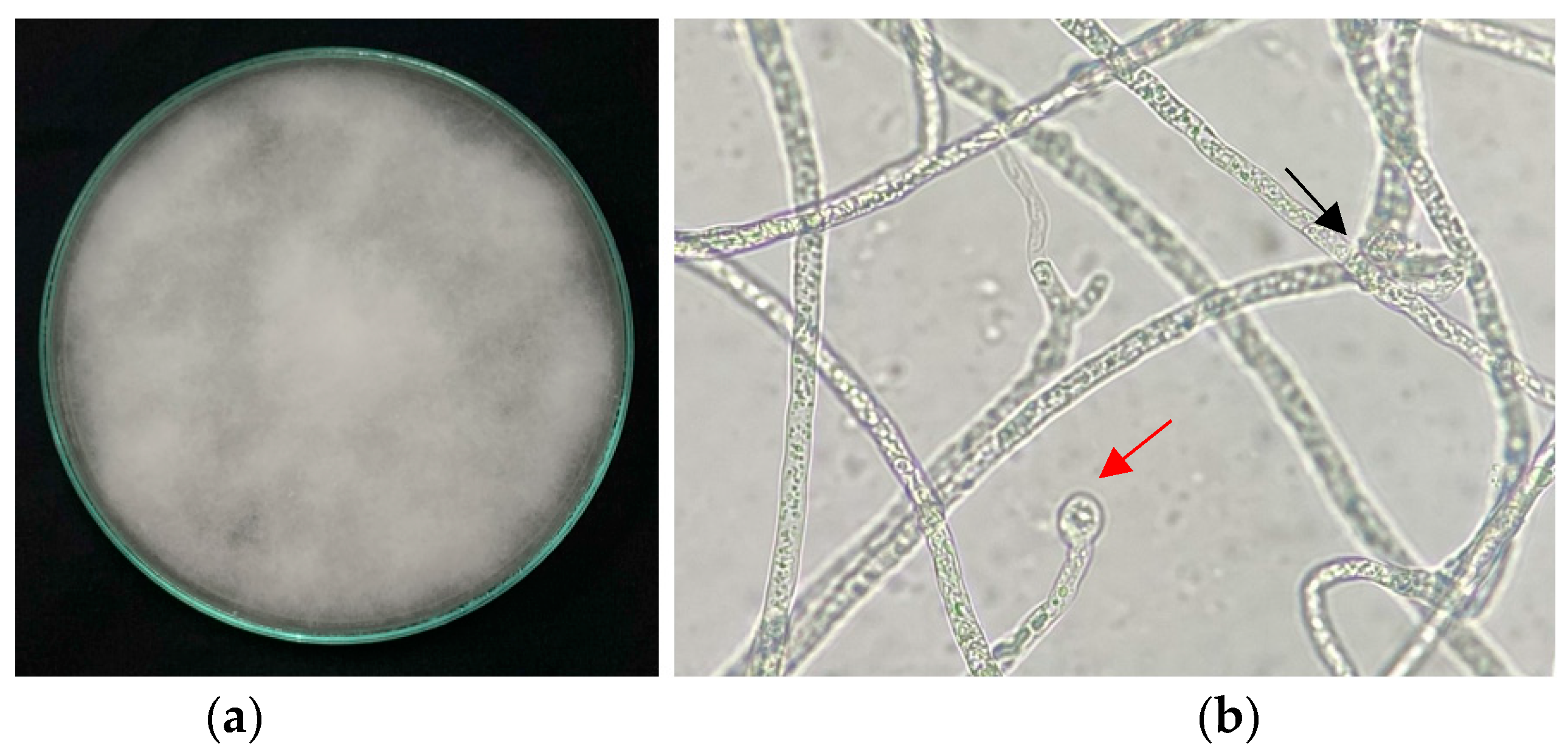 Agronomy 14 01655 g001