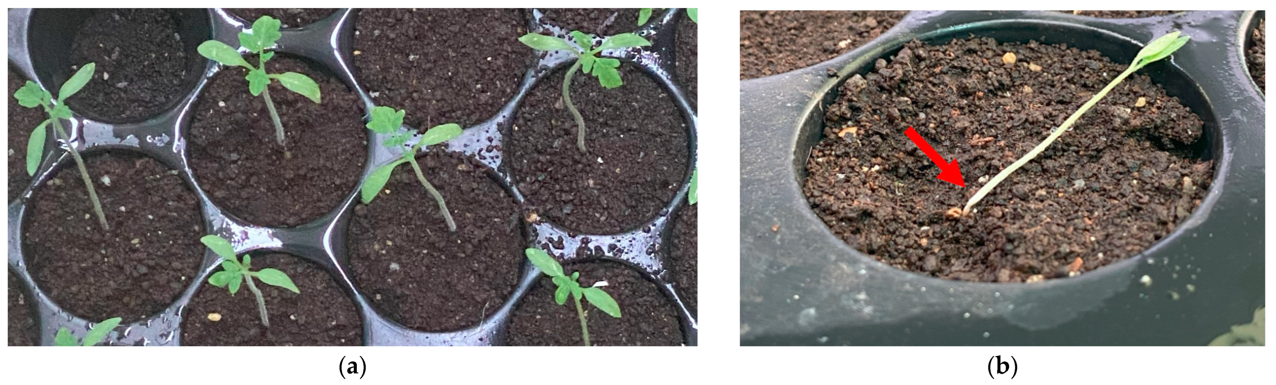 Agronomy 14 01655 g002