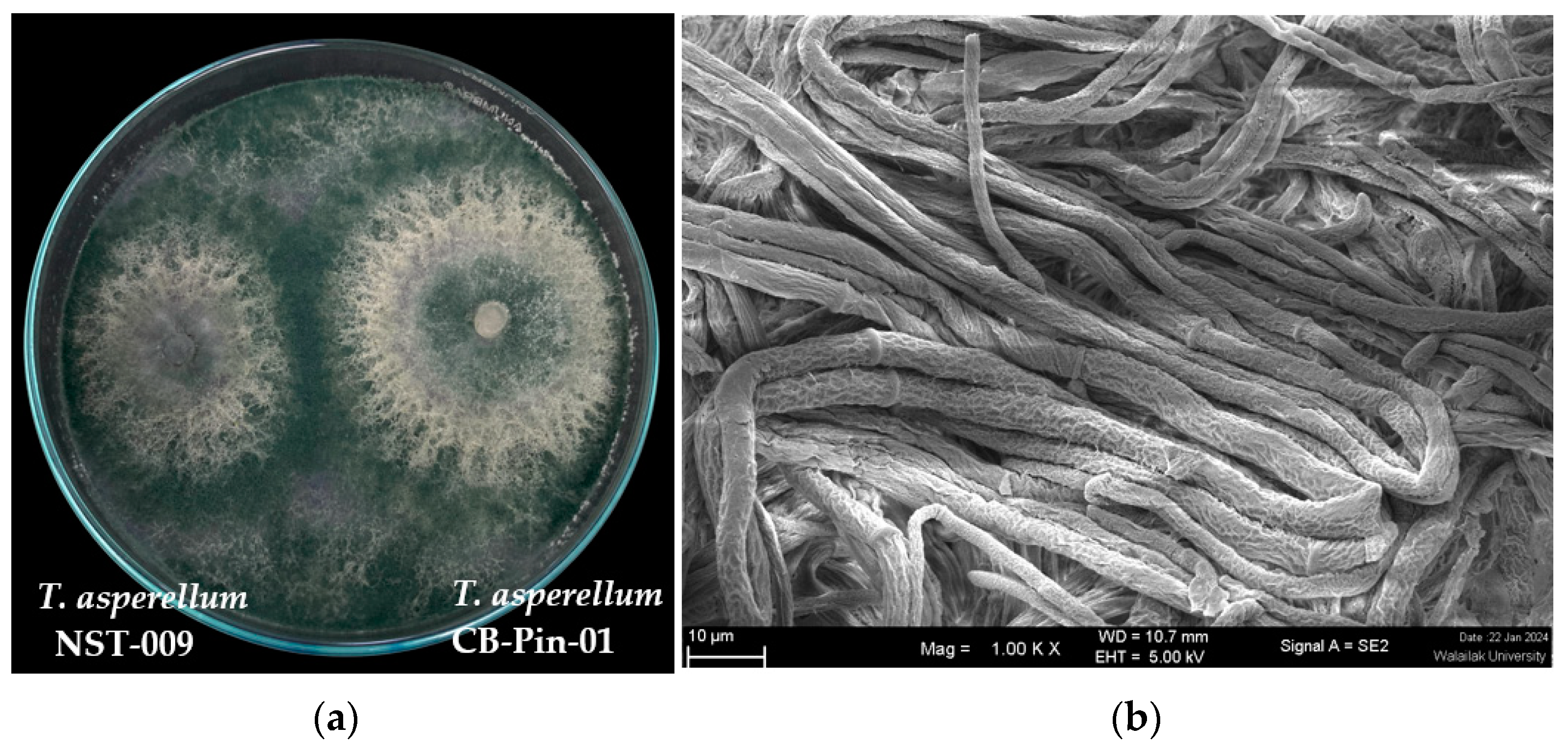 Agronomy 14 01655 g003