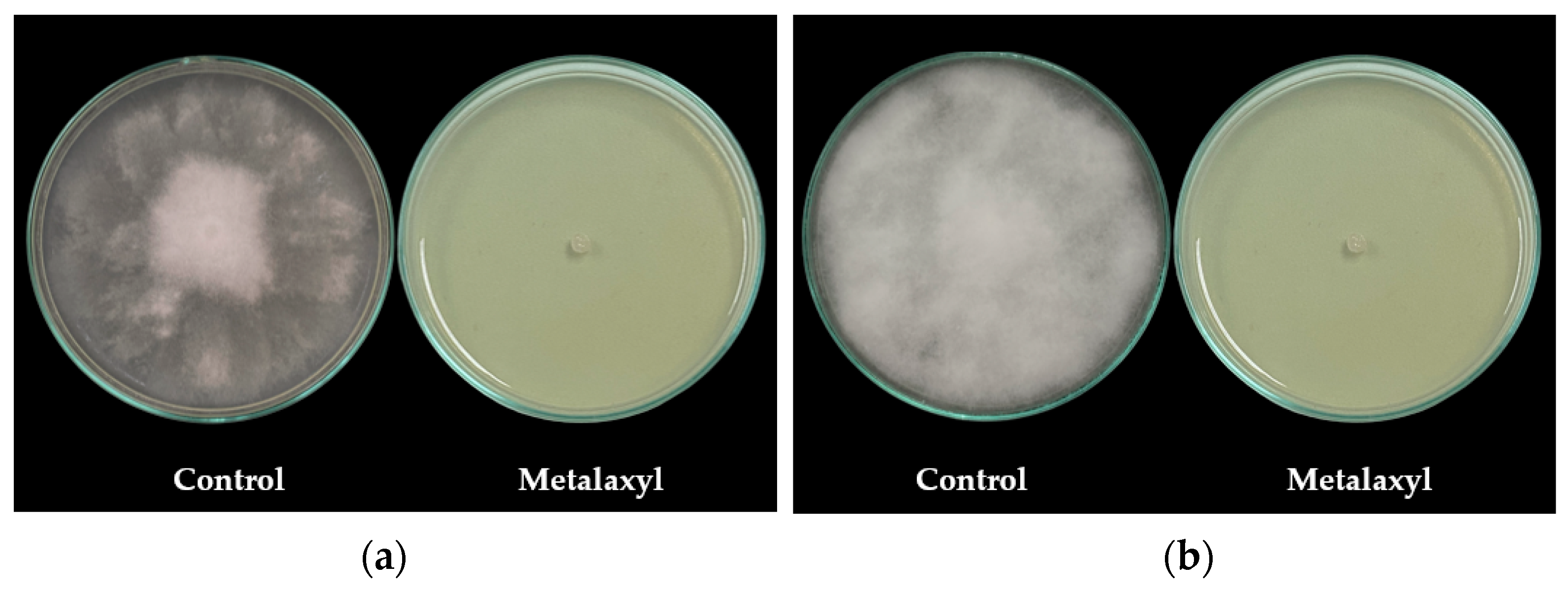 Agronomy 14 01655 g005