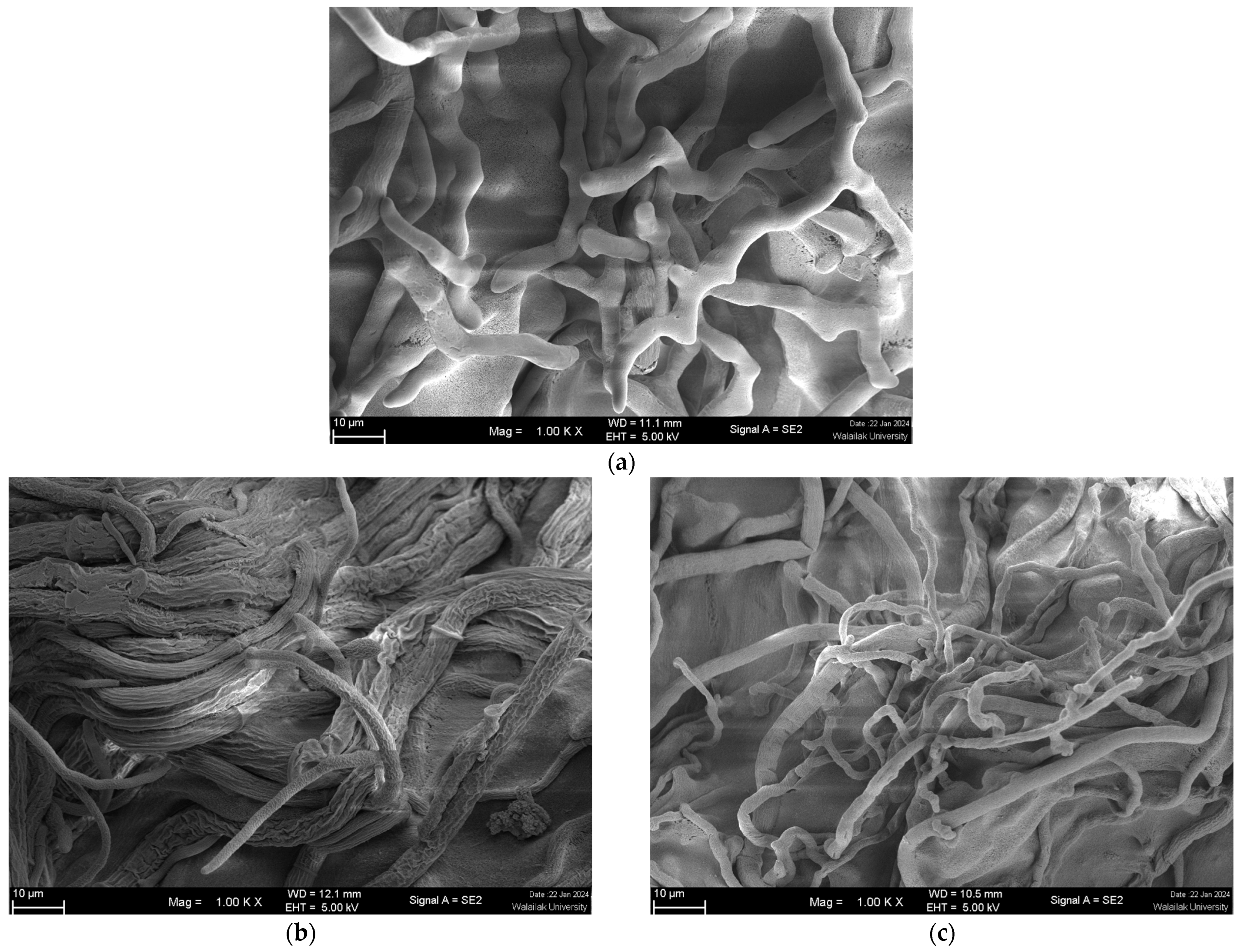 Agronomy 14 01655 g006