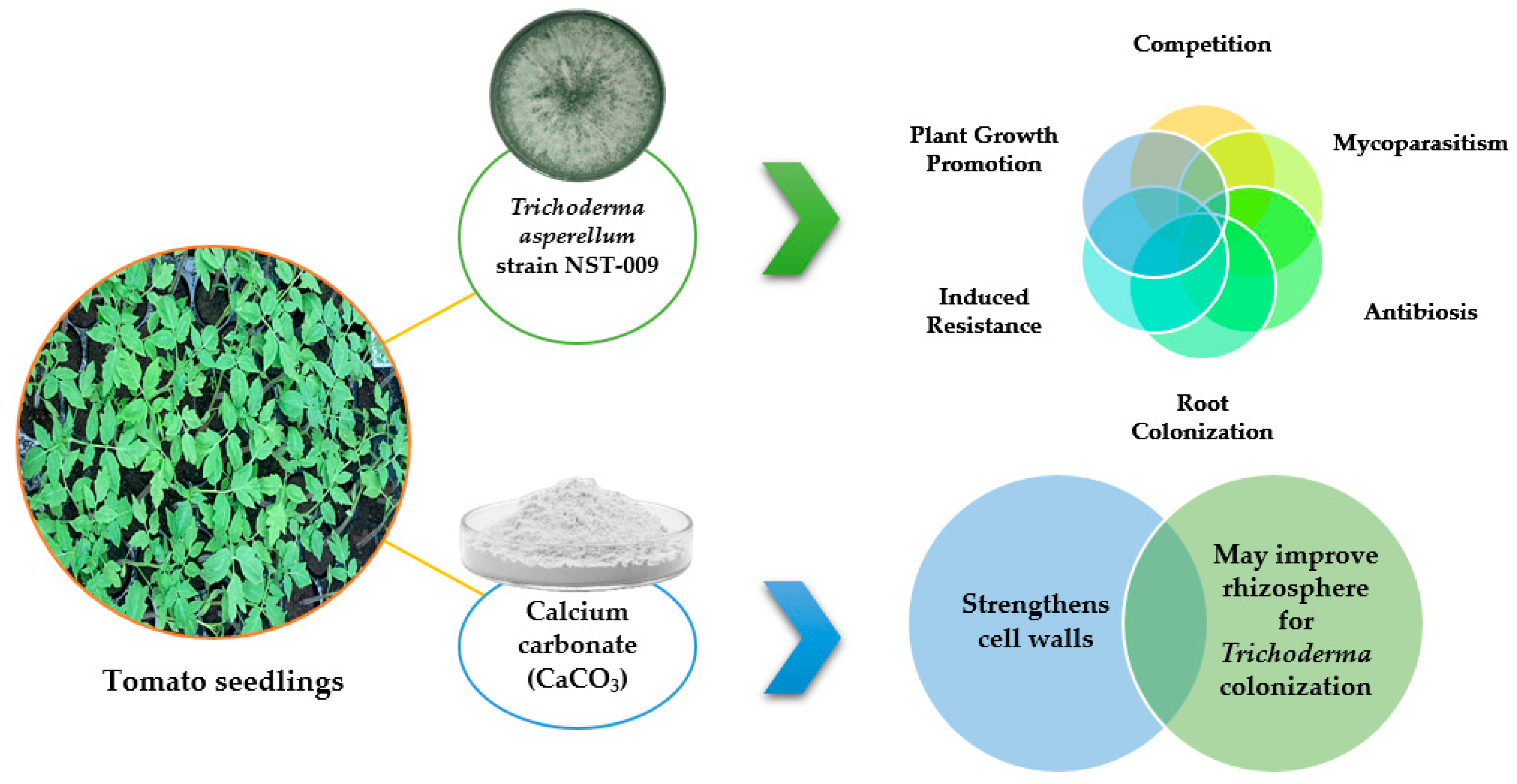 Agronomy 14 01655 g007